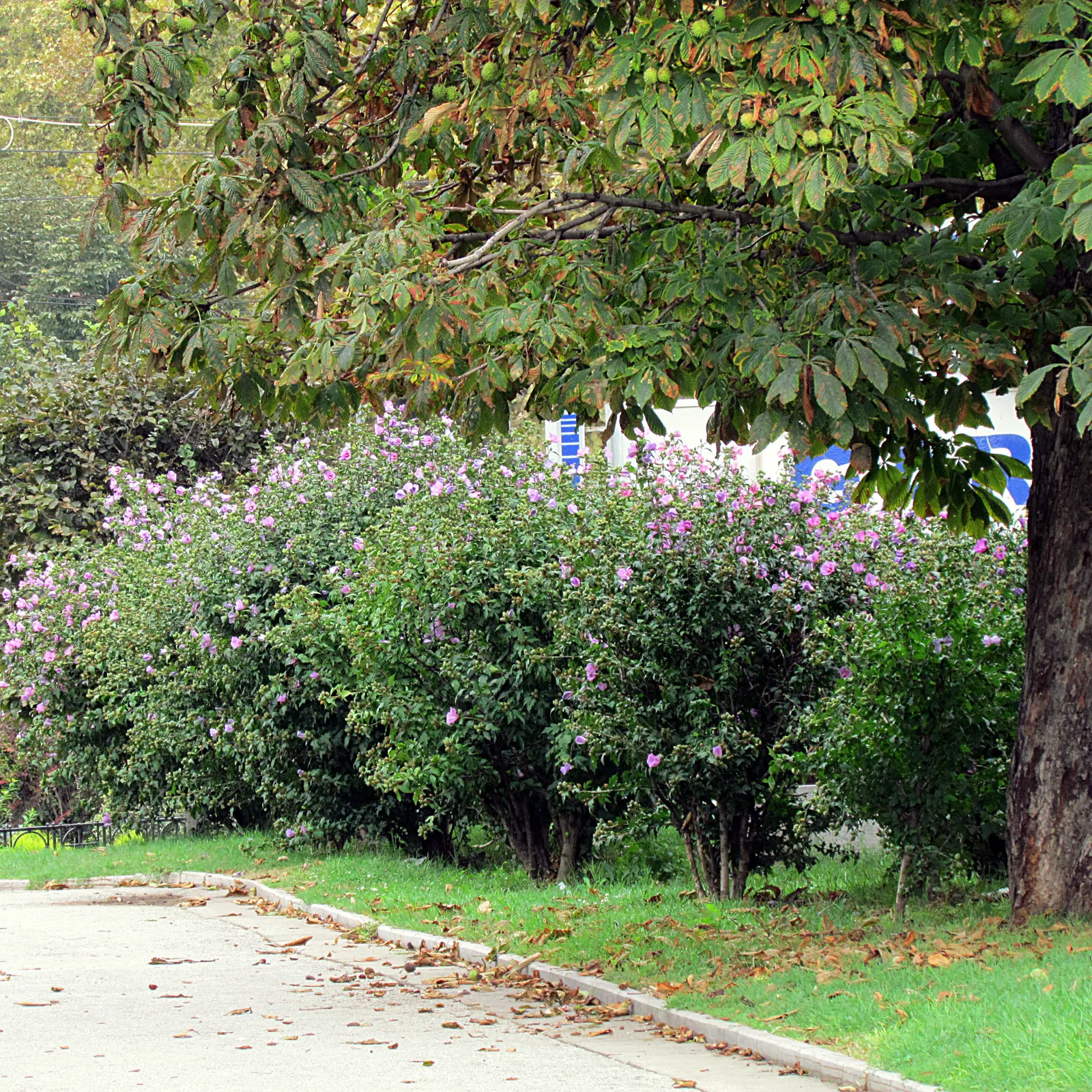 Rose Of Sharon, Shrub Althaea (Hibiscus Syriacus) — ranging in color from white to pink, image 81