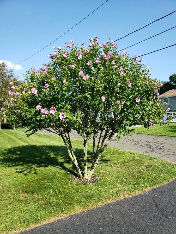 Rose Of Sharon, Shrub Althaea (Hibiscus Syriacus) — often with a contrasting throat; or even in mixed shrub borders for a stunning visual impact, image 59