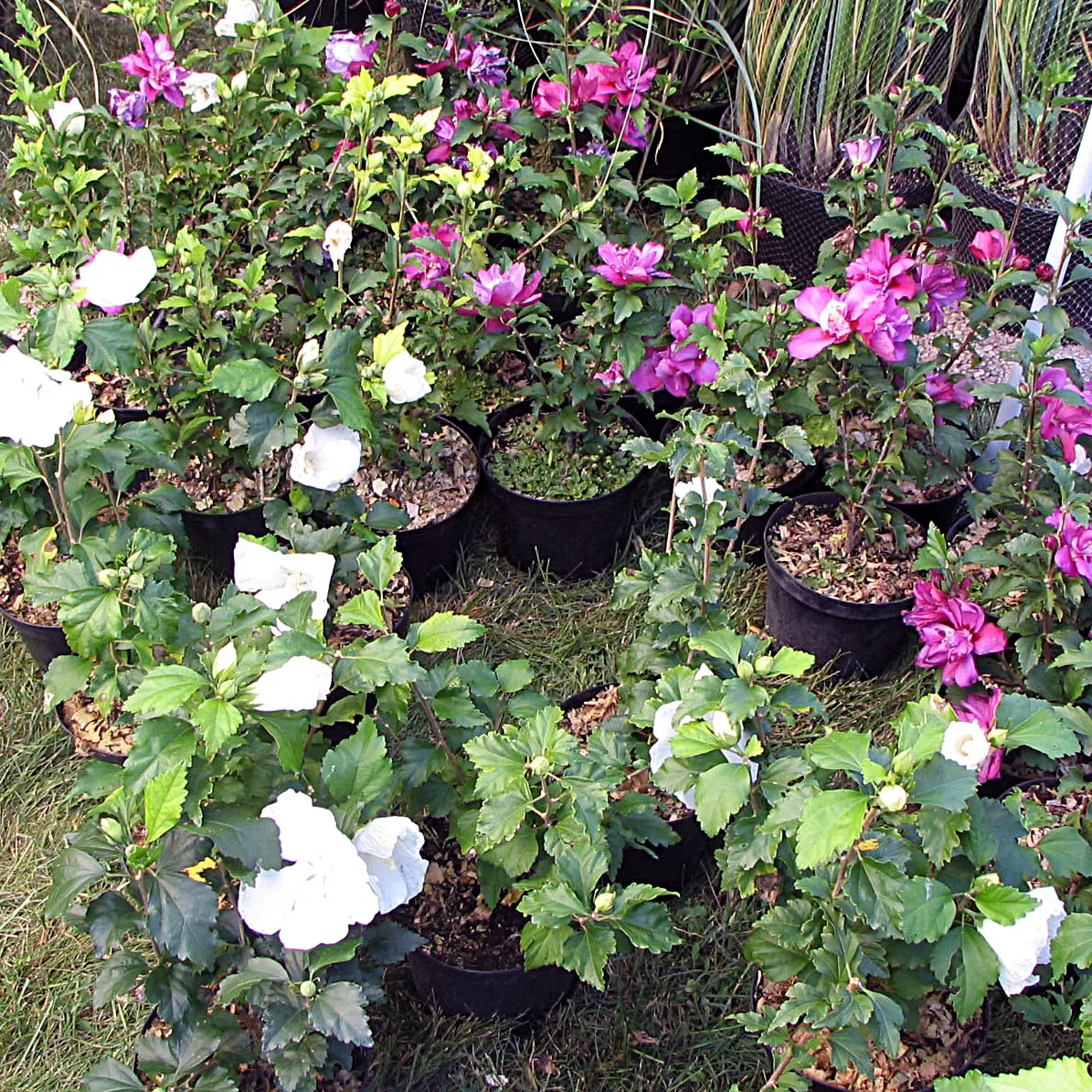 Rose Of Sharon, Shrub Althaea (Hibiscus Syriacus) — consider using it as a specimen plant; this upright shrub showcases a broad, image 64