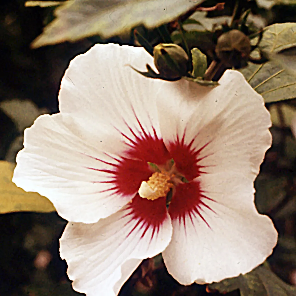 Rose Of Sharon, Shrub Althaea (Hibiscus Syriacus) — pink and red and white flowers in the garden