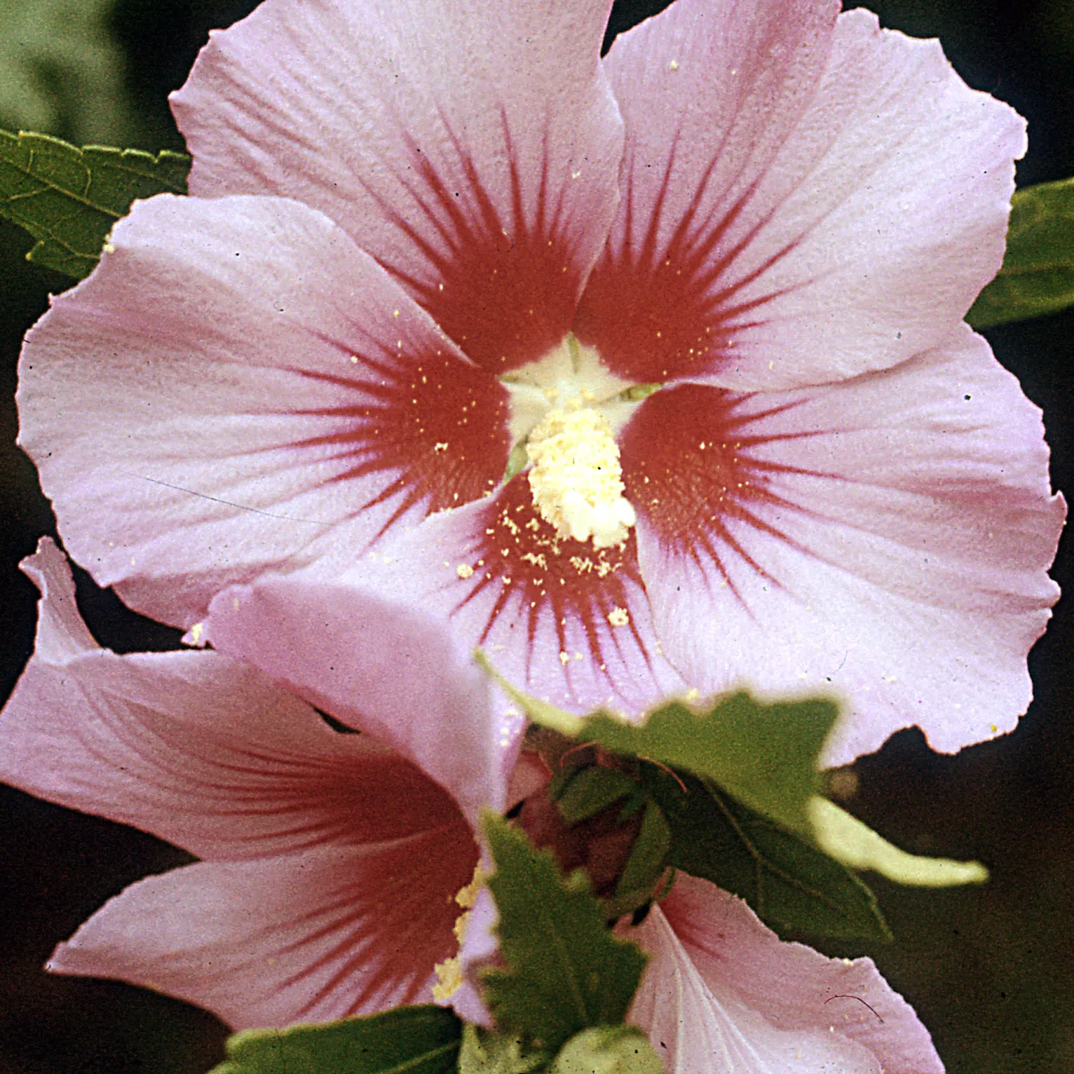 Rose Of Sharon, Shrub Althaea (Hibiscus Syriacus) — It can withstand urban environments and can be pruned to maintain shape or to encourage bushier, image 39