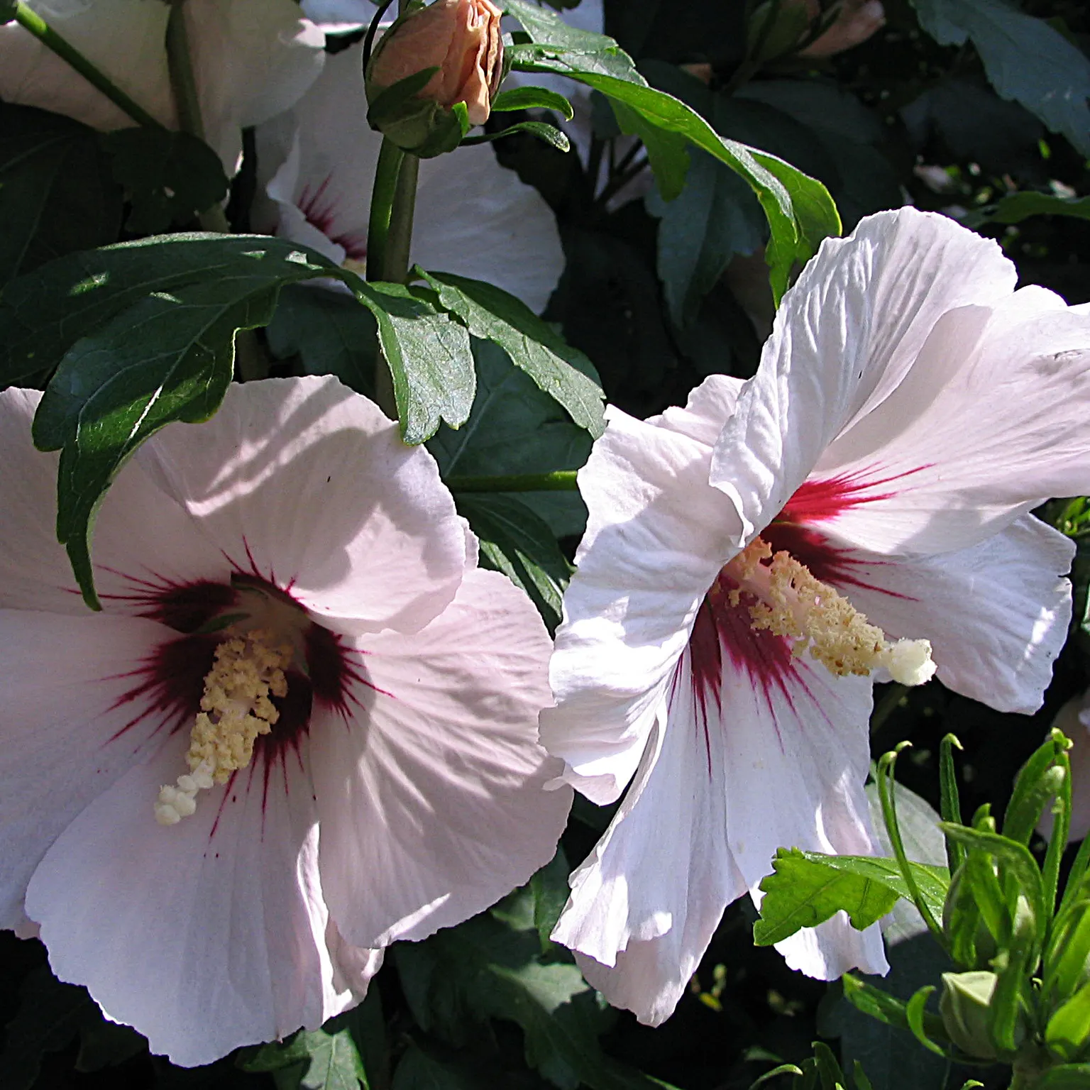 Rose Of Sharon, Shrub Althaea (Hibiscus Syriacus) — is a deciduous flowering shrub that adds a tropical flair to temperate landscapes; it can withstand urban
