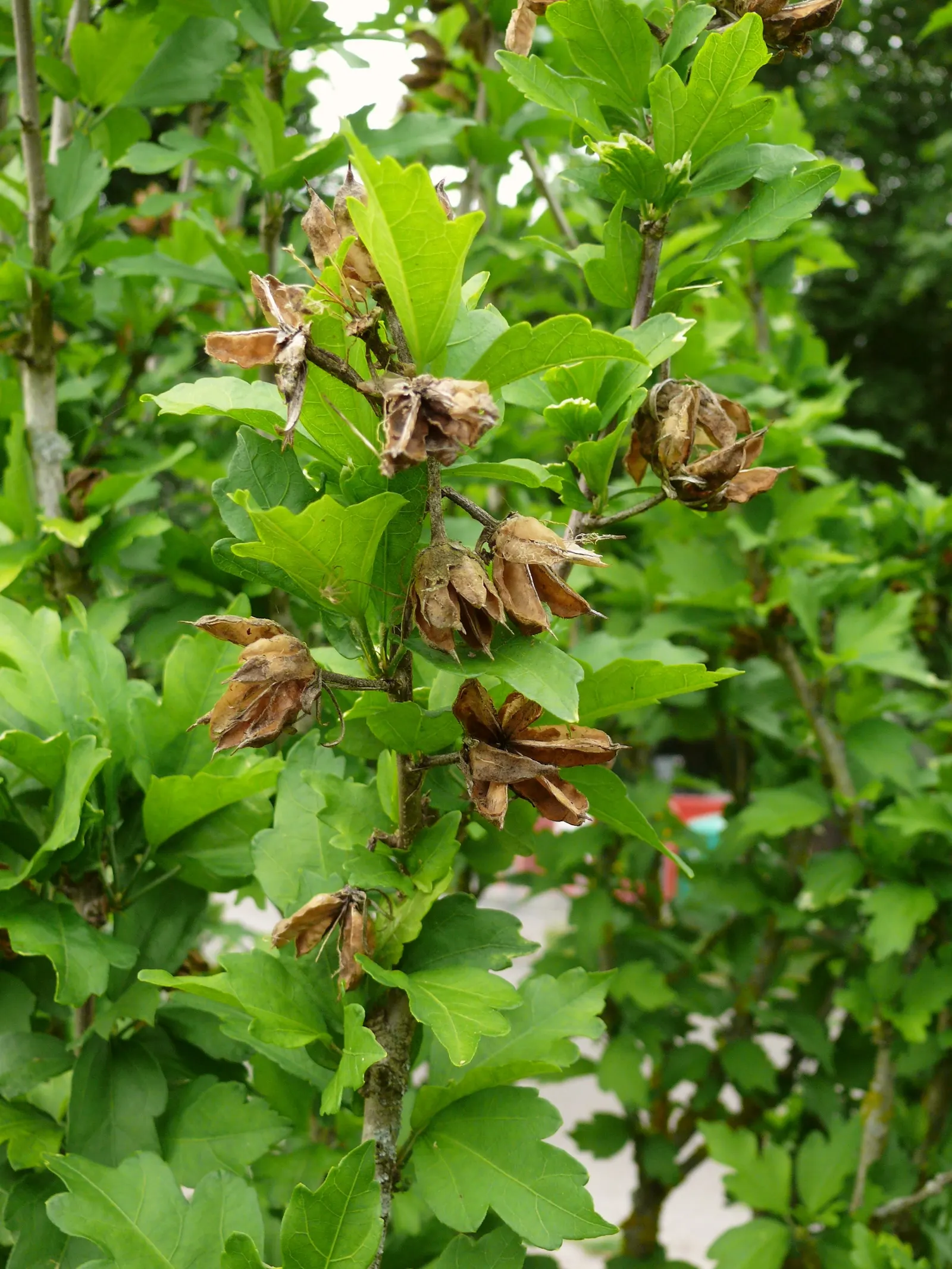 Rose Of Sharon, Shrub Althaea (Hibiscus Syriacus) — showy flowers that can be single or double