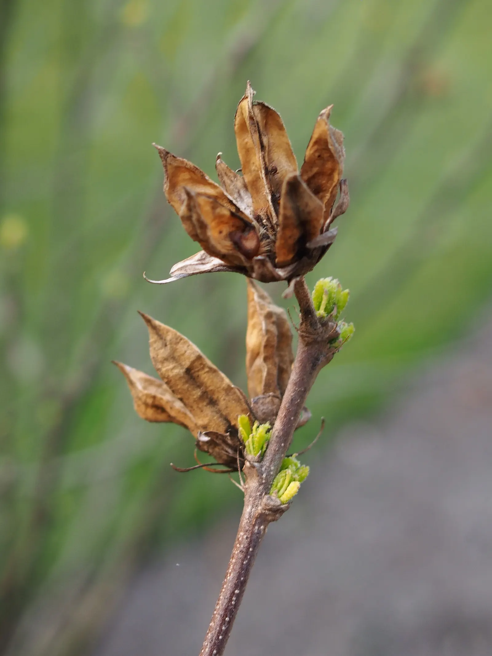 Rose Of Sharon, Shrub Althaea (Hibiscus Syriacus) — The Rose of Sharon (Hibiscus syriacus) is a deciduous shrub revered for its late summer bloom, image 47