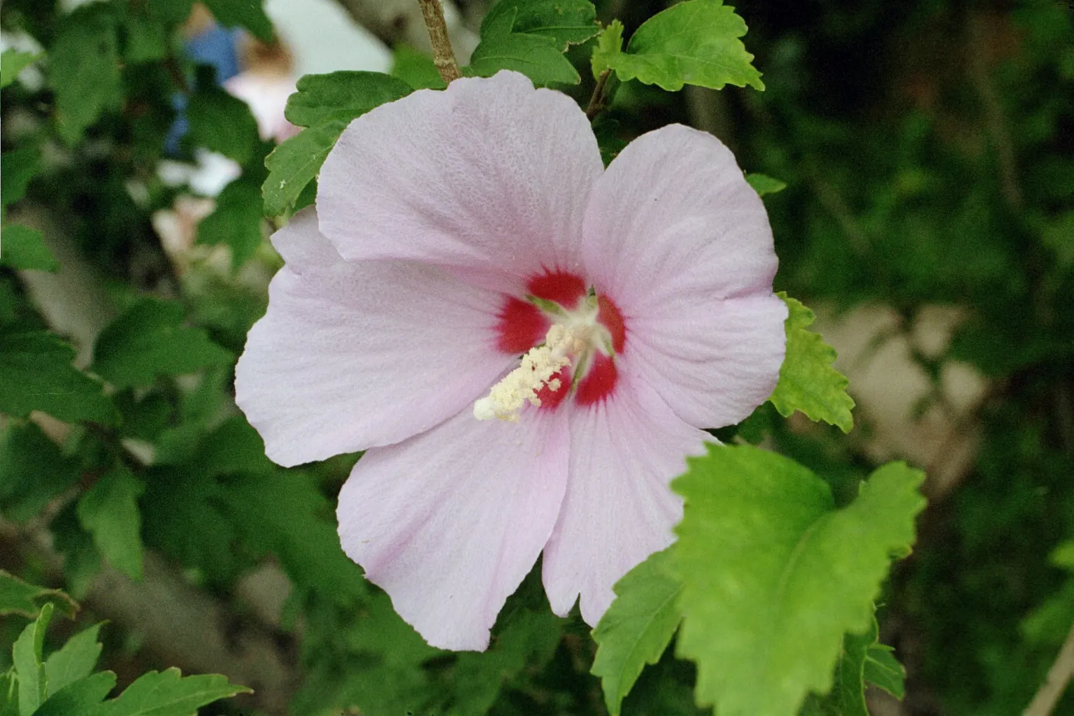 Rose Of Sharon, Shrub Althaea (Hibiscus Syriacus) — It is adaptable to a range of soil types; measuring 2 to 4 inches across