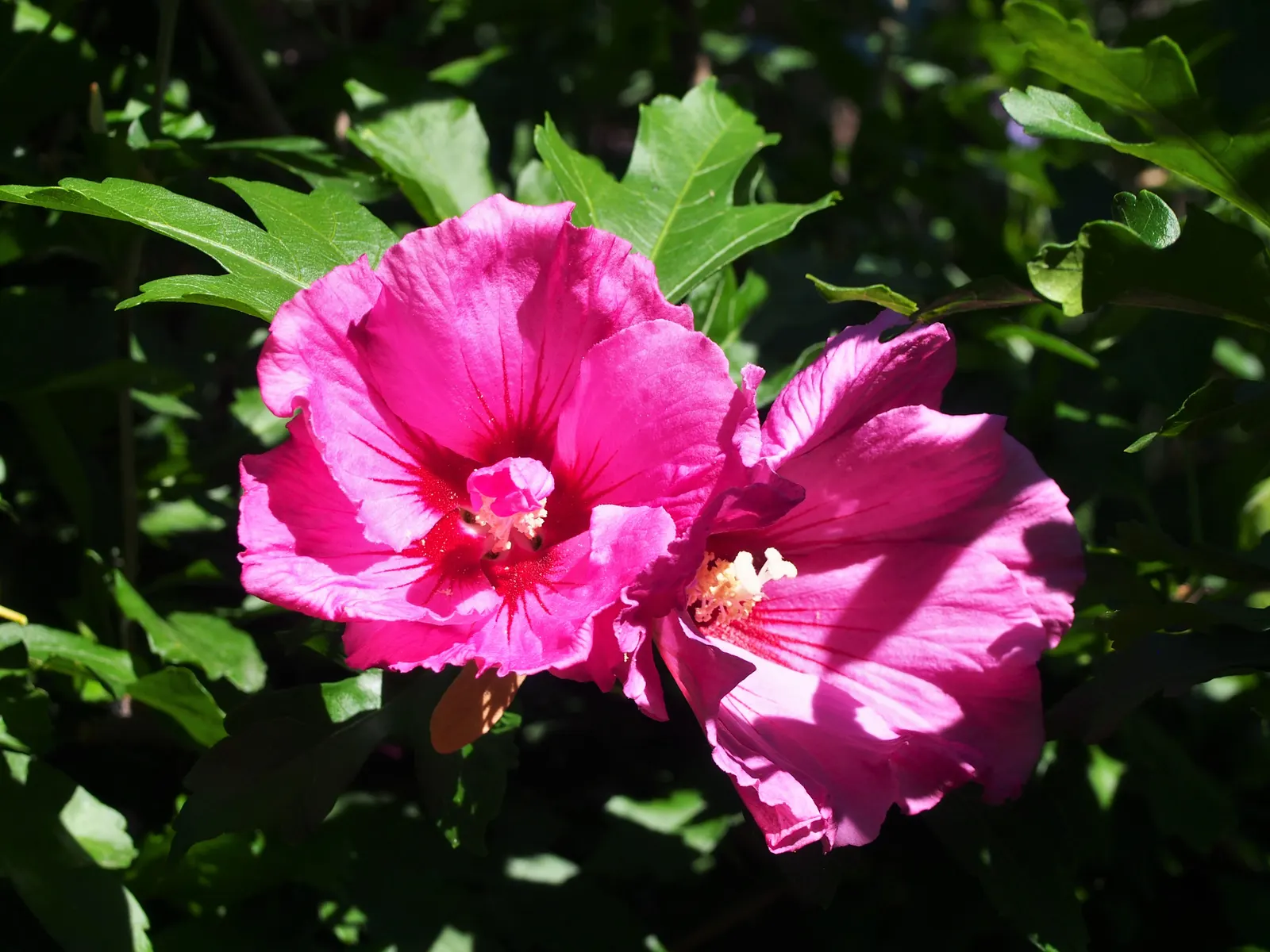 Rose Of Sharon, Shrub Althaea (Hibiscus Syriacus) — exotic flair to temperate landscapes in USDA zones 5 to 9; it is adaptable to a range of soil, image 74