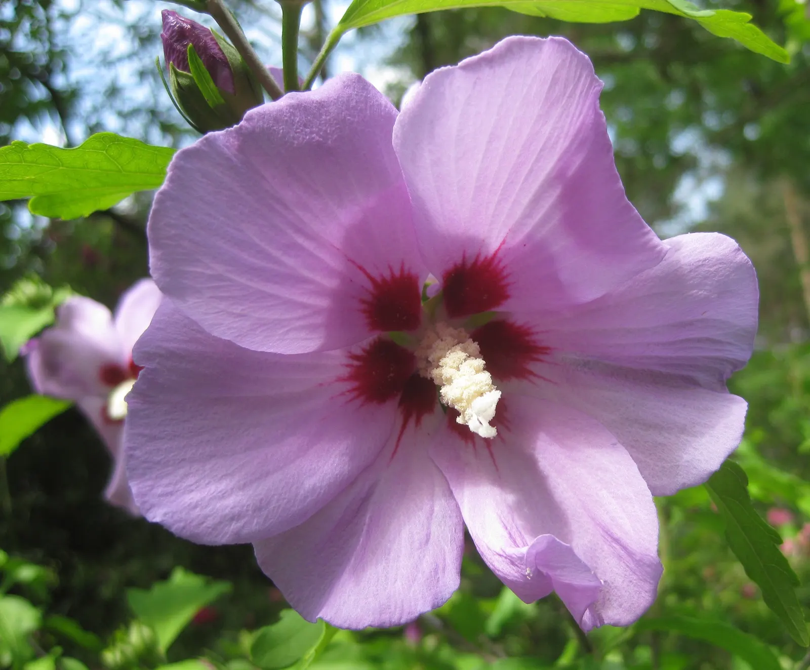 Rose Of Sharon, Shrub Althaea (Hibiscus Syriacus) — It can withstand urban environments and can be pruned to maintain shape or to encourage bushier, image 85