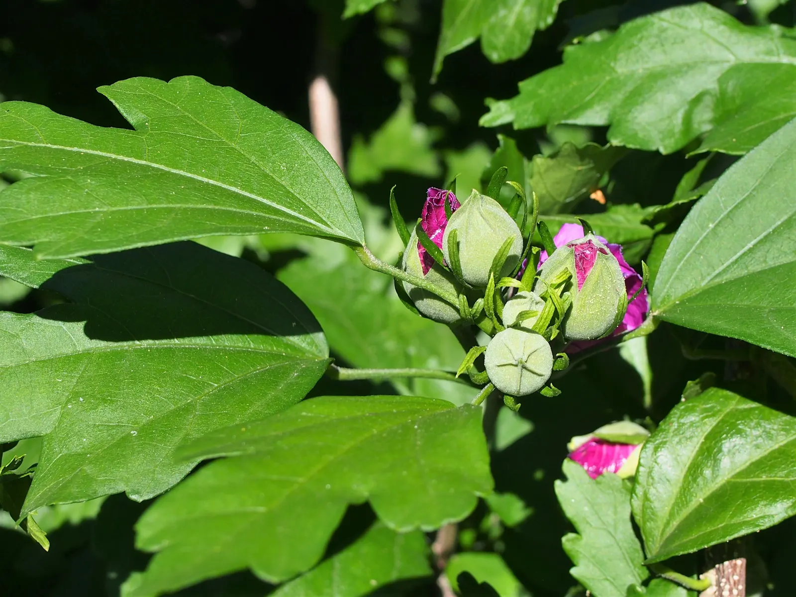 Rose Of Sharon, Shrub Althaea (Hibiscus Syriacus) — pink and red and white flowers in the garden; is a deciduous flowering shrub that adds a, image 67