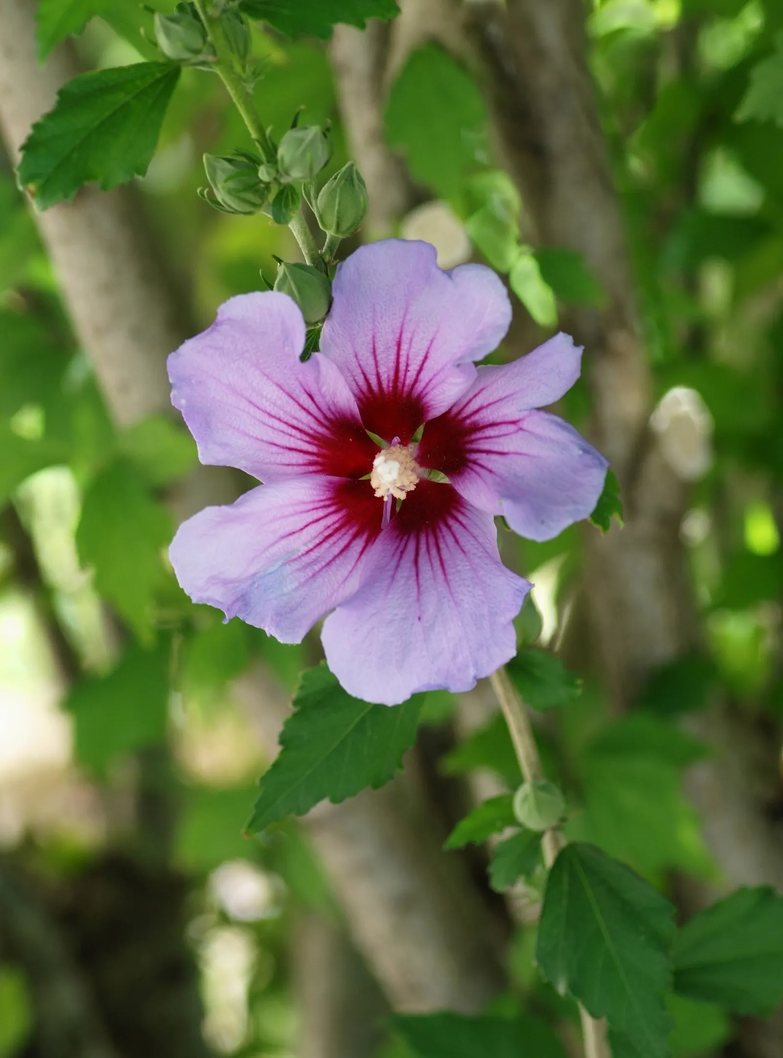 Rose Of Sharon, Shrub Althaea (Hibiscus Syriacus) — Typically reaching 8-12 ft in height with a 6-10 ft spread; showy flowers that can be single or, image 48