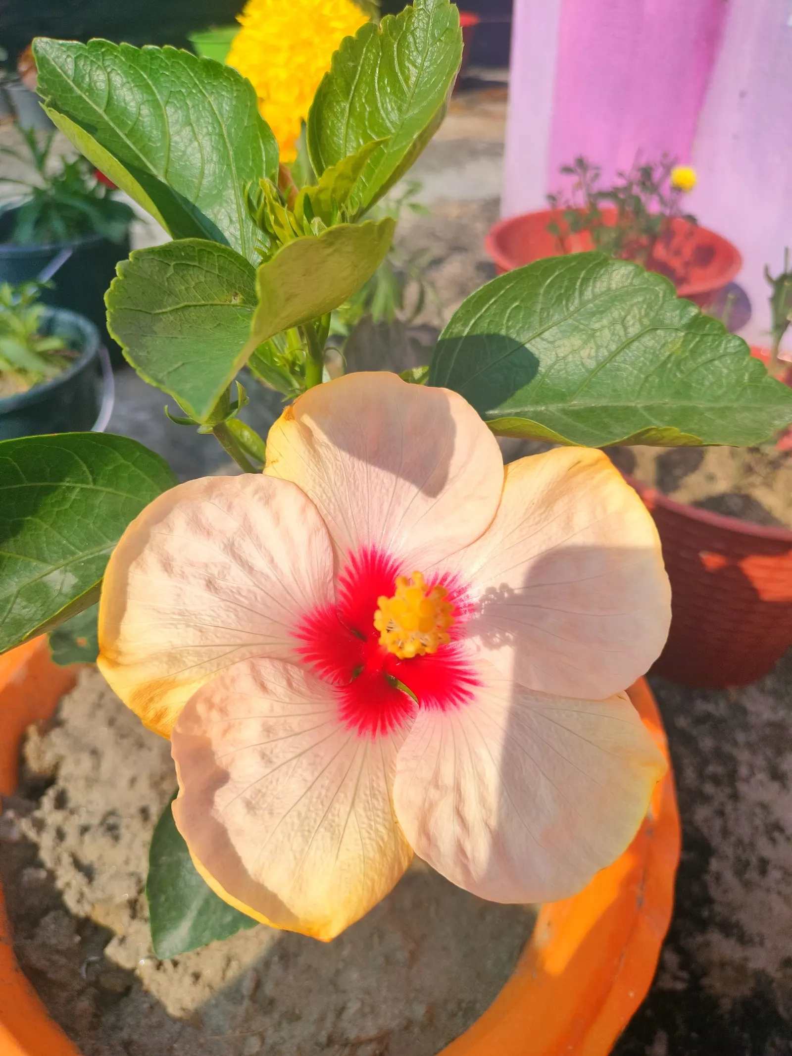 Rose Of Sharon, Shrub Althaea (Hibiscus Syriacus) — The Rose of Sharon (Hibiscus syriacus) is a deciduous shrub revered for its late summer bloom, image 24