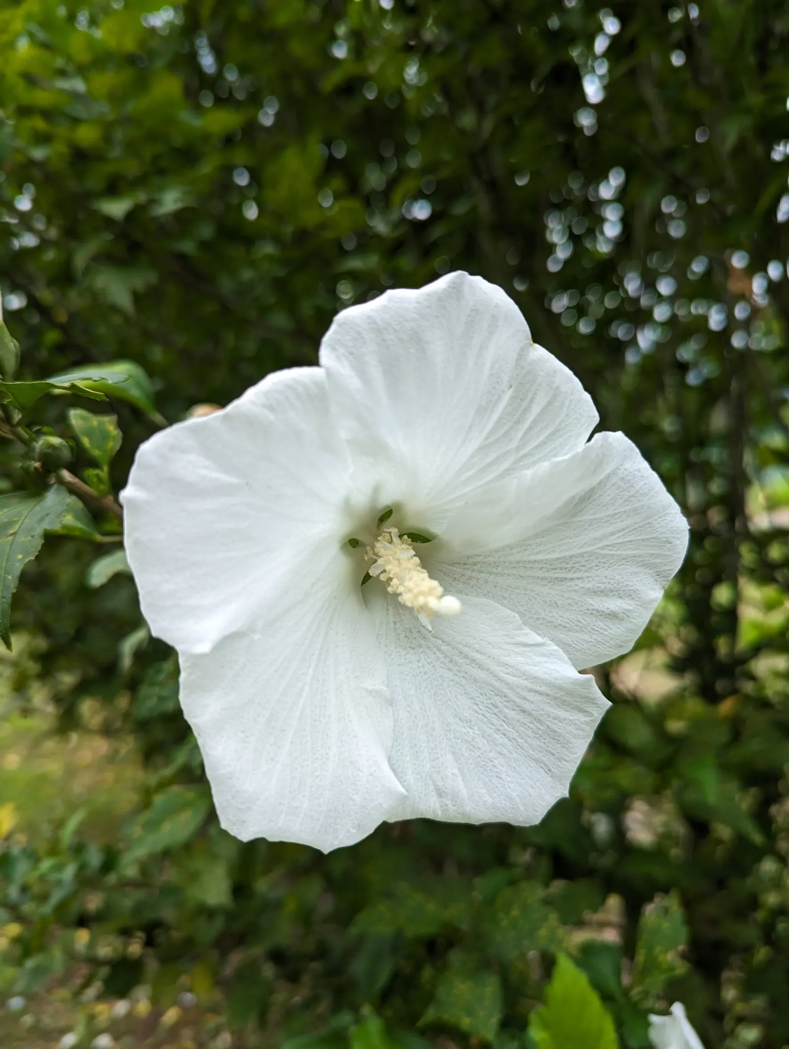 Rose Of Sharon, Shrub Althaea (Hibiscus Syriacus) — The Rose of Sharon (Hibiscus syriacus) is a deciduous shrub revered for its late summer bloom