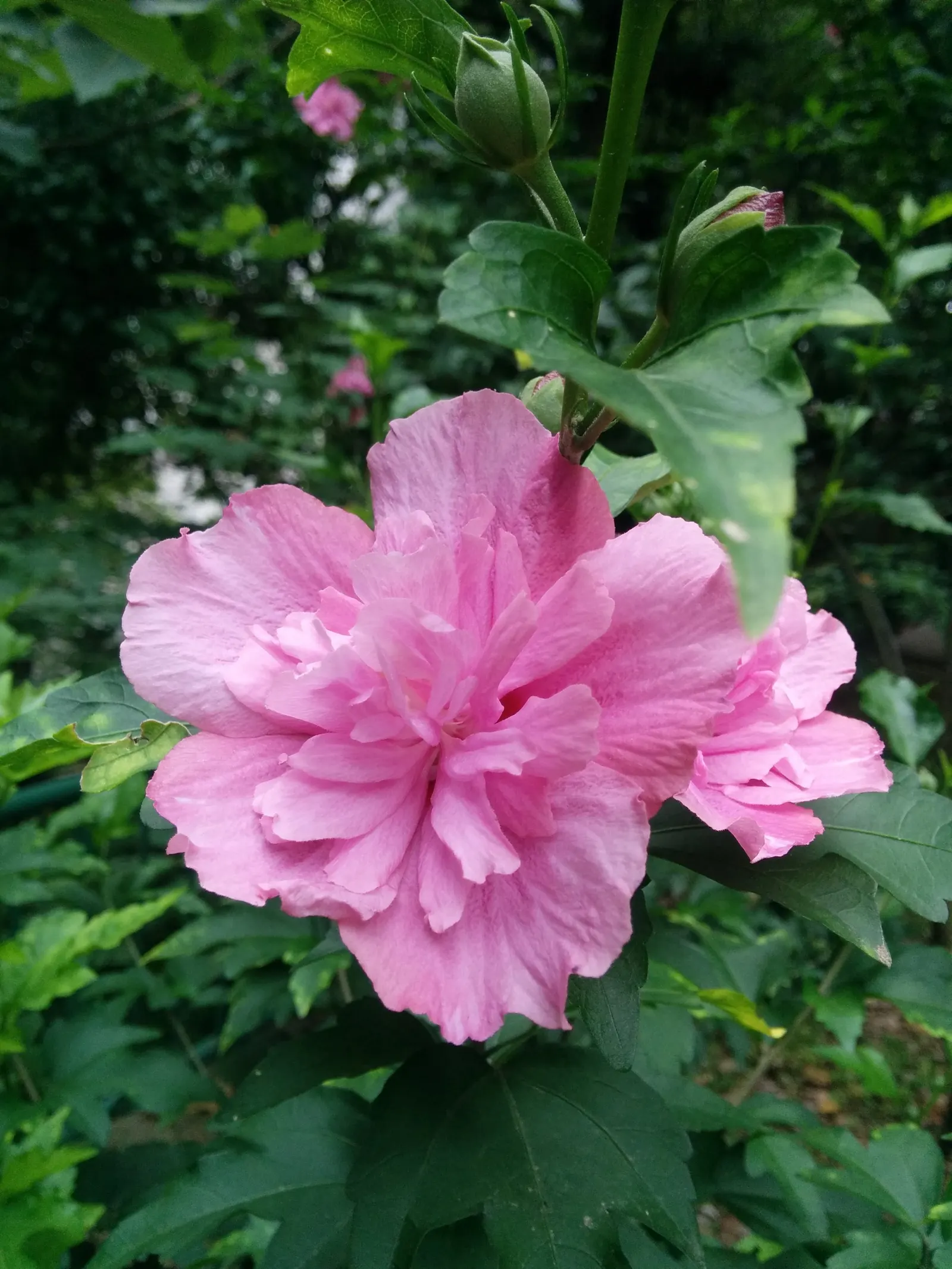 Rose Of Sharon, Shrub Althaea (Hibiscus Syriacus) — lasts for only a day or so but is replaced by others in quick succession; provided they are well-draining