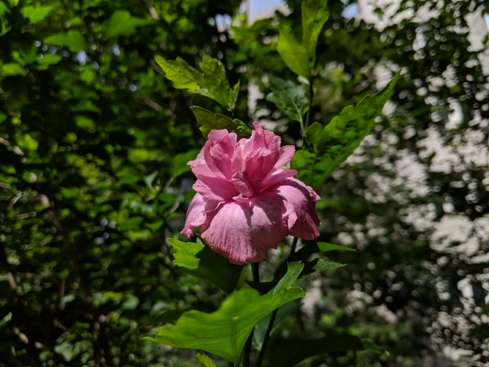 Rose Of Sharon, Shrub Althaea (Hibiscus Syriacus) — provided they are well-draining; pH preferences range from slightly acidic to slightly, image 56