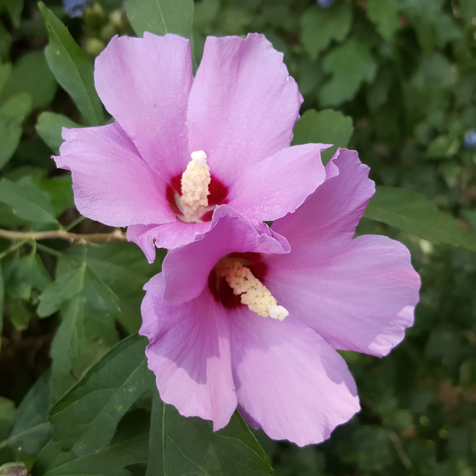 Rose Of Sharon, Shrub Althaea (Hibiscus Syriacus) — also known as Shrub Althaea; shrub for full or half, image 76