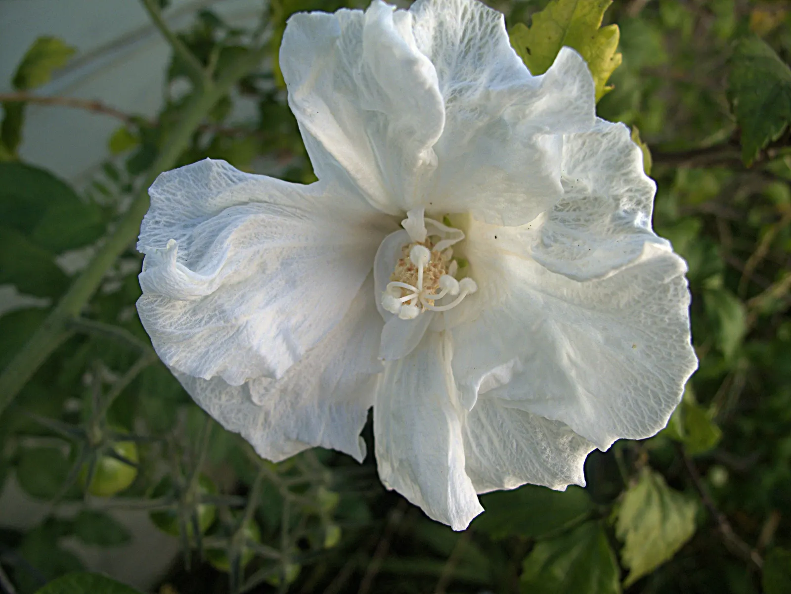 Rose Of Sharon, Shrub Althaea (Hibiscus Syriacus) — measuring 2 to 4 inches across