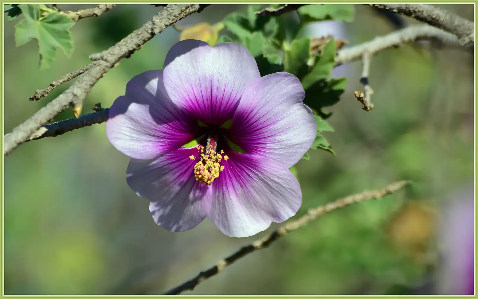 Rose Of Sharon, Shrub Althaea (Hibiscus Syriacus) — ranging in color from white to pink