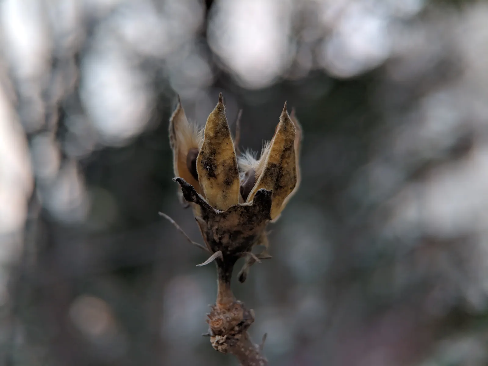 Rose Of Sharon, Shrub Althaea (Hibiscus Syriacus) — shrub for full or half; be advised to clients that it may self-seed and possible offspring may need