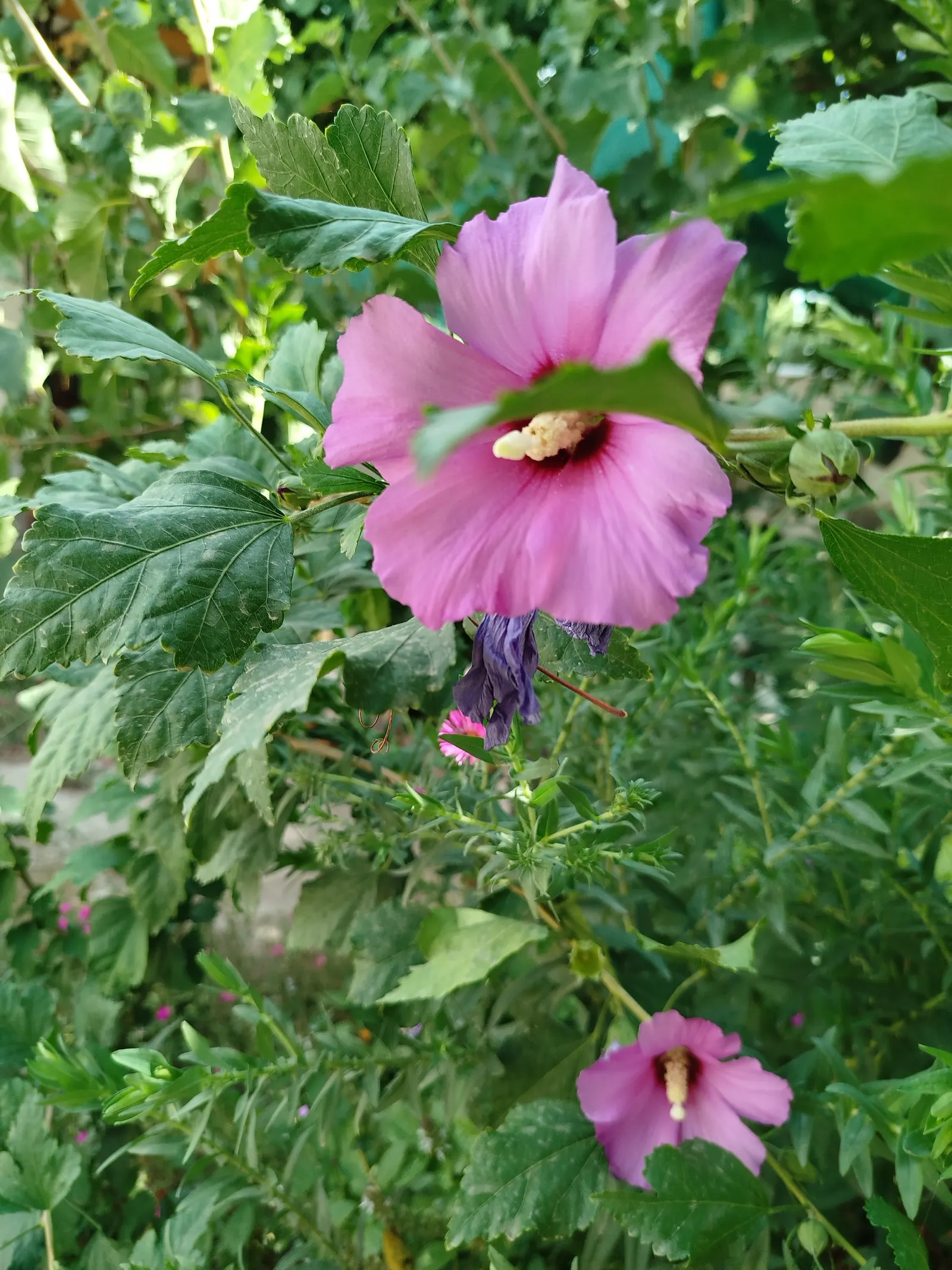 Rose Of Sharon, Shrub Althaea (Hibiscus Syriacus) — shrub for full or half; be advised to clients that it may self-seed and possible offspring may, image 69