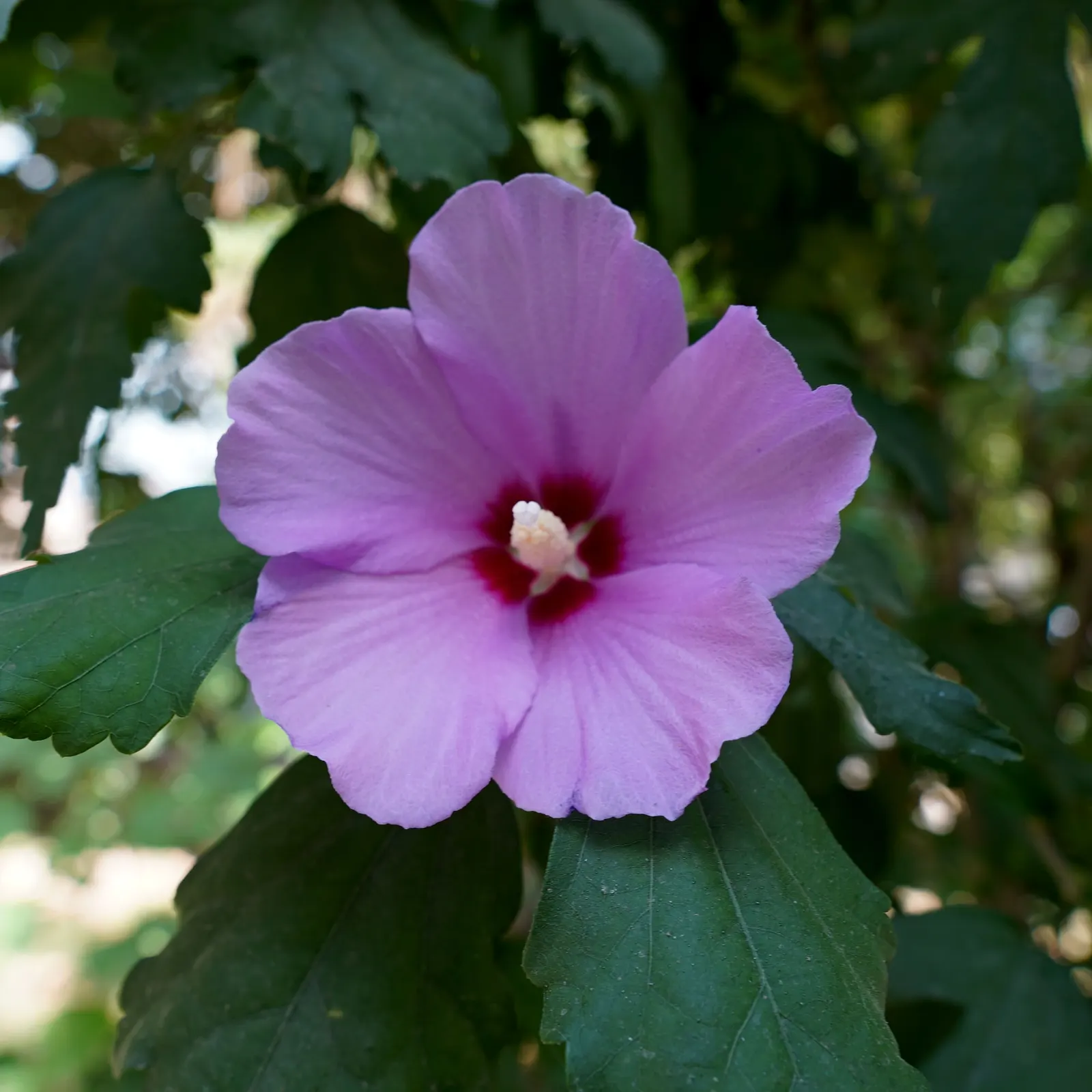 Rose Of Sharon, Shrub Althaea (Hibiscus Syriacus) — Typically reaching 8-12 ft in height with a 6-10 ft spread; showy flowers that can be single or, image 71