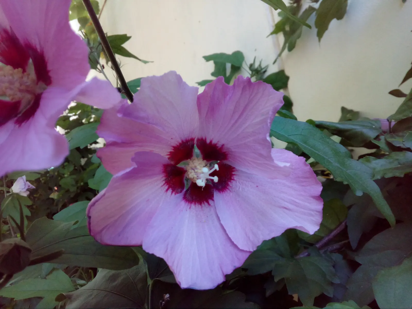 Rose Of Sharon, Shrub Althaea (Hibiscus Syriacus) — low-maintenance plant thrives in full sun to partial shade; typically reaching 8-12 ft in height with a