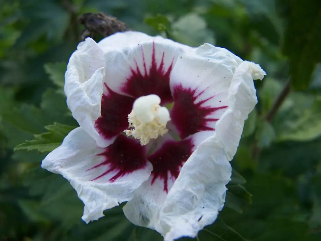 Rose Of Sharon, Shrub Althaea (Hibiscus Syriacus) — measuring 2 to 4 inches across; trumpet-shaped flowers in hues of pink