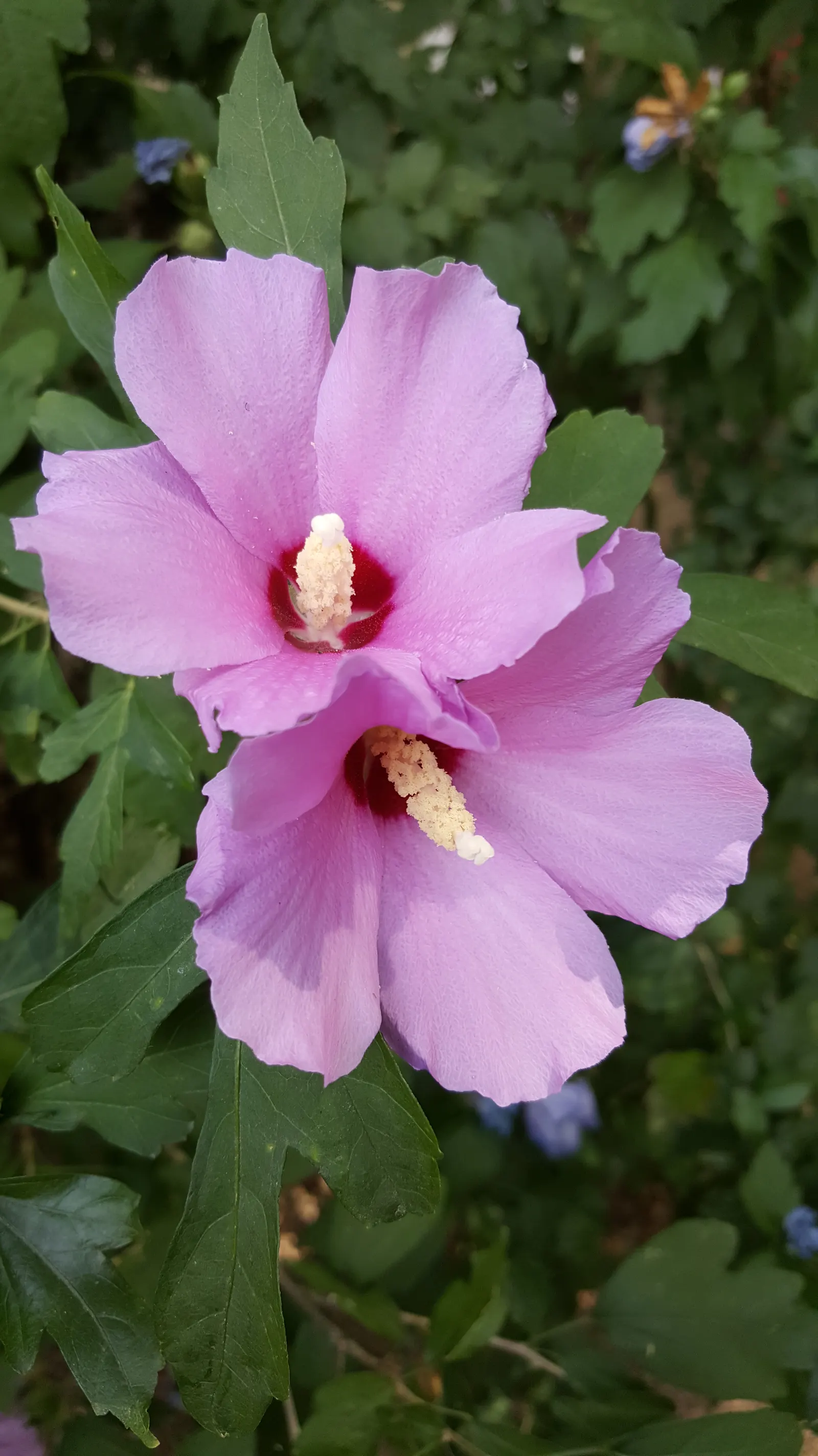 Rose Of Sharon, Shrub Althaea (Hibiscus Syriacus) — shrub with pink and red and white blooms; often with a contrasting throat, image 68
