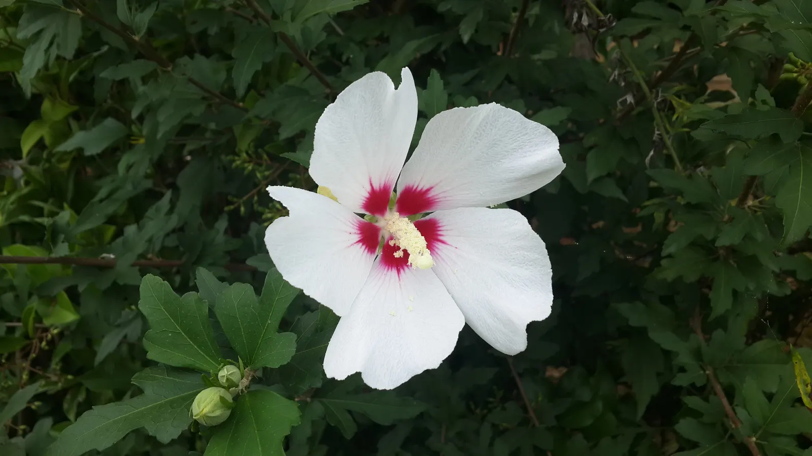 Rose Of Sharon, Shrub Althaea (Hibiscus Syriacus) — consider using it as a specimen plant; this upright shrub showcases a broad