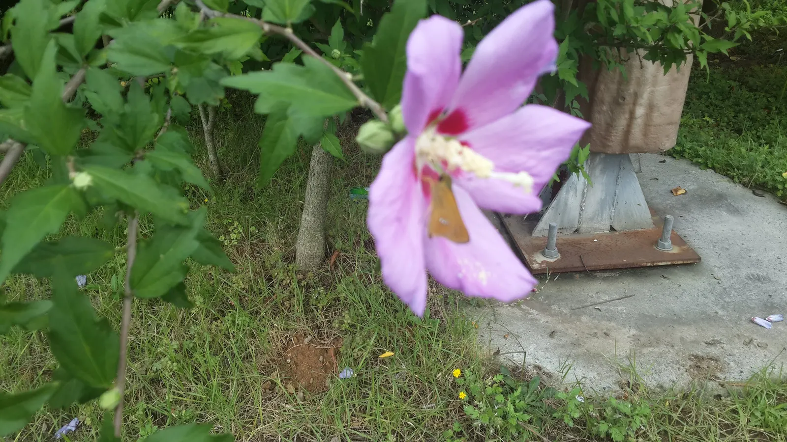 Rose Of Sharon, Shrub Althaea (Hibiscus Syriacus) — often with a contrasting throat; or even in mixed shrub borders for a stunning visual impact, image 82