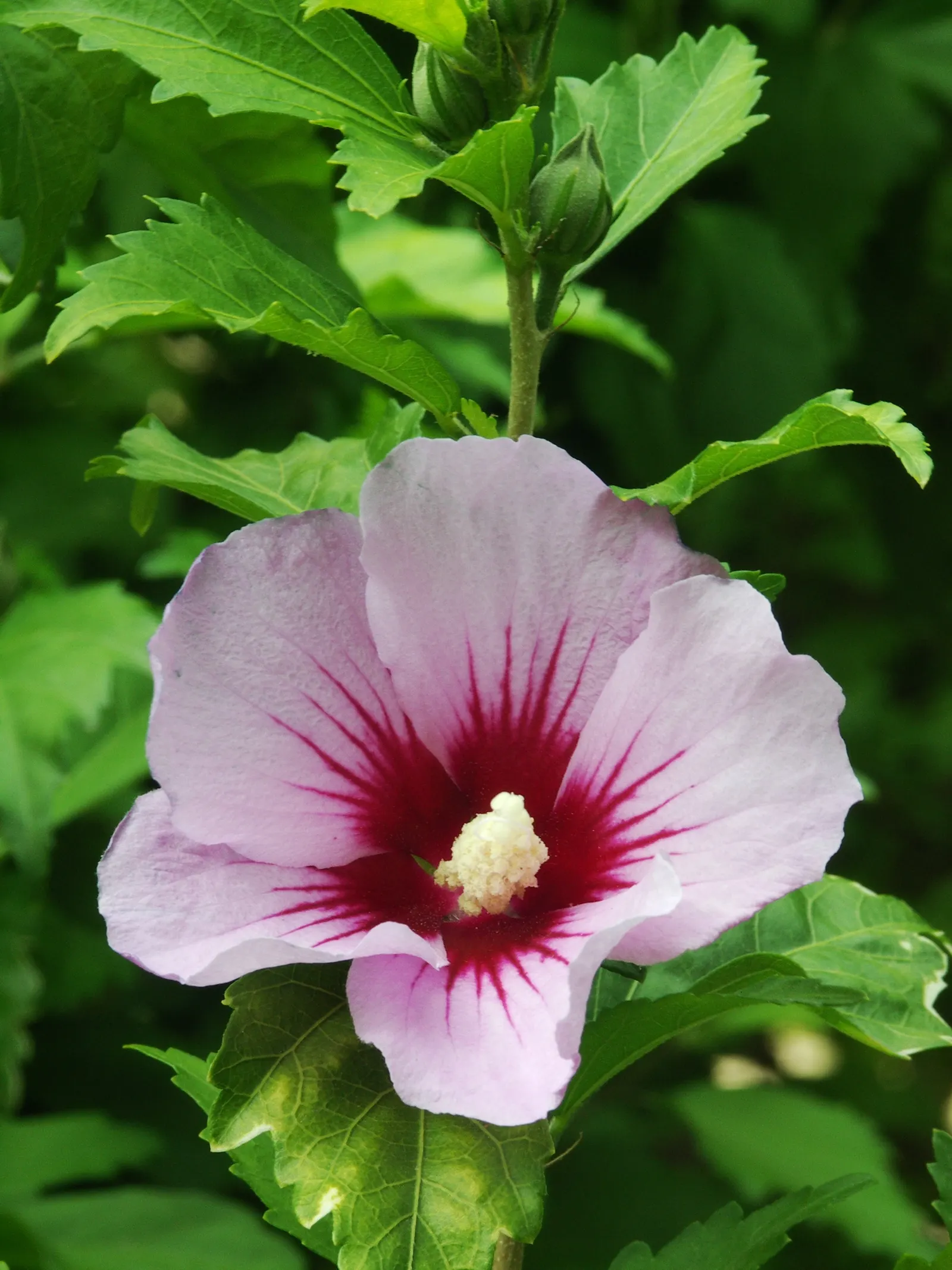 Rose Of Sharon, Shrub Althaea (Hibiscus Syriacus) — trumpet-shaped flowers in hues of pink; consider using it as a specimen plant, image 49