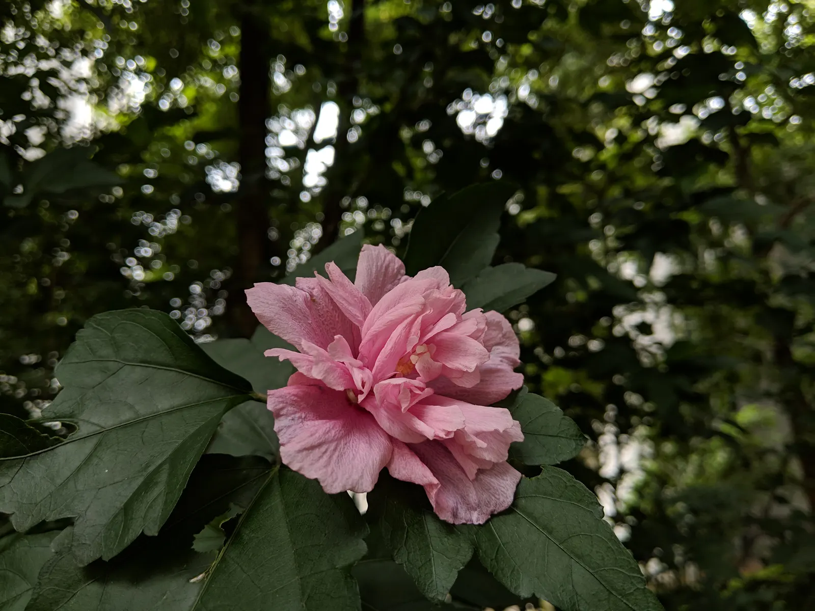 Rose Of Sharon, Shrub Althaea (Hibiscus Syriacus) — Be advised to clients that it may self-seed and possible offspring may need management; shrub, image 66