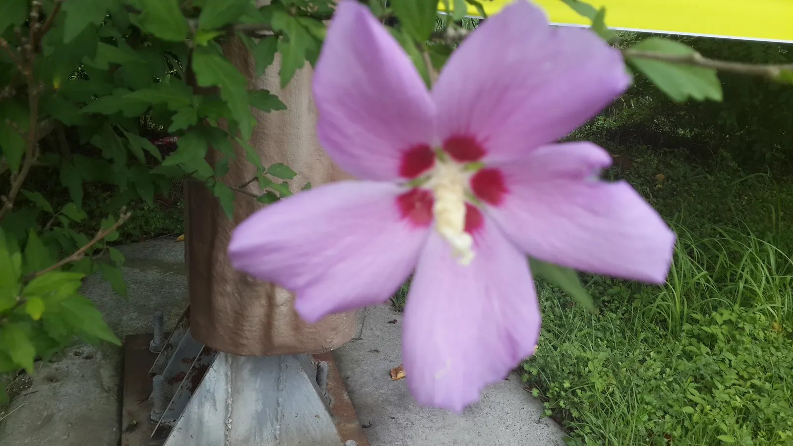 Rose Of Sharon, Shrub Althaea (Hibiscus Syriacus) — or even in mixed shrub borders for a stunning visual impact