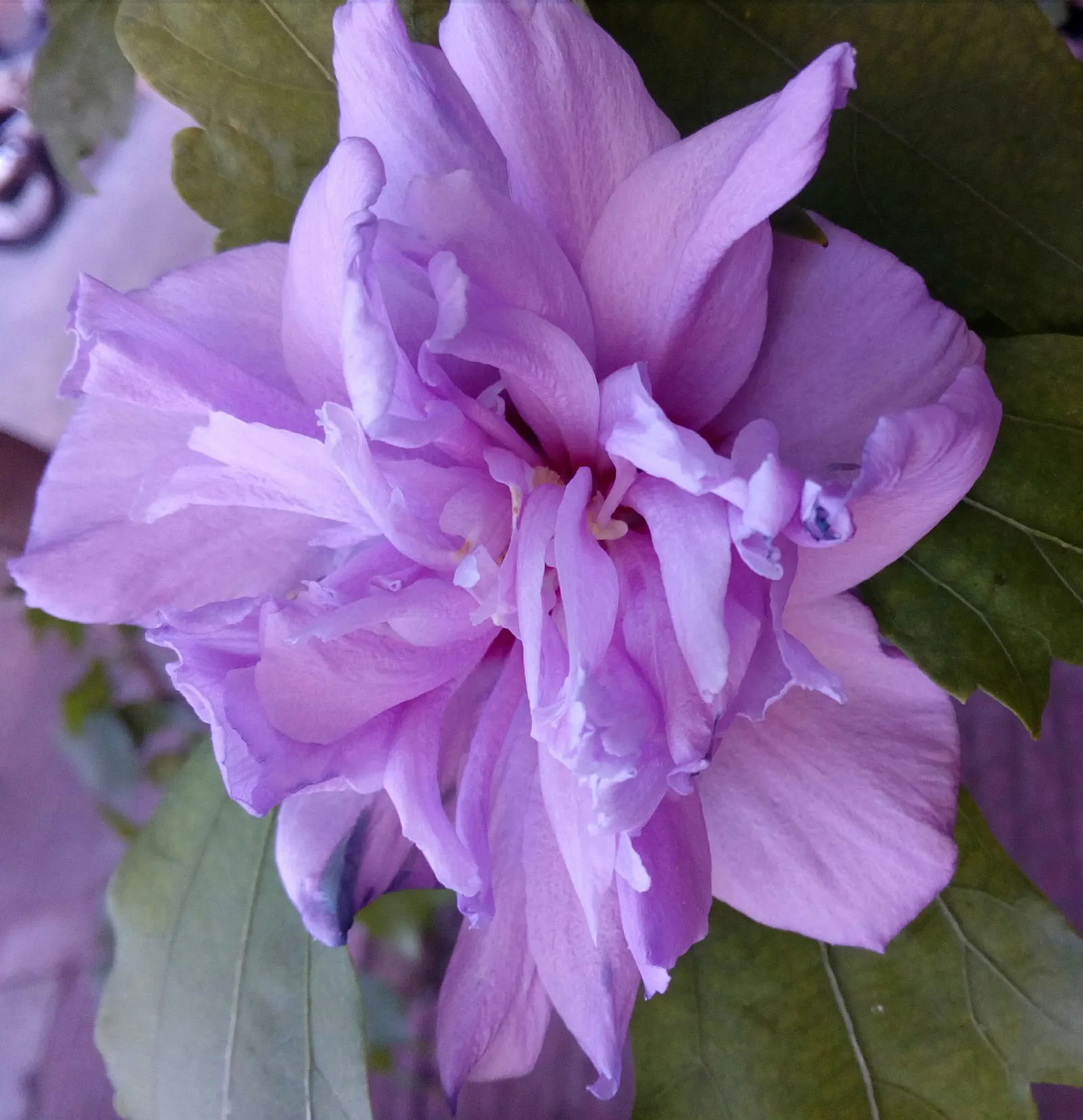 Rose Of Sharon, Shrub Althaea (Hibiscus Syriacus) — Typically reaching 8-12 ft in height with a 6-10 ft spread