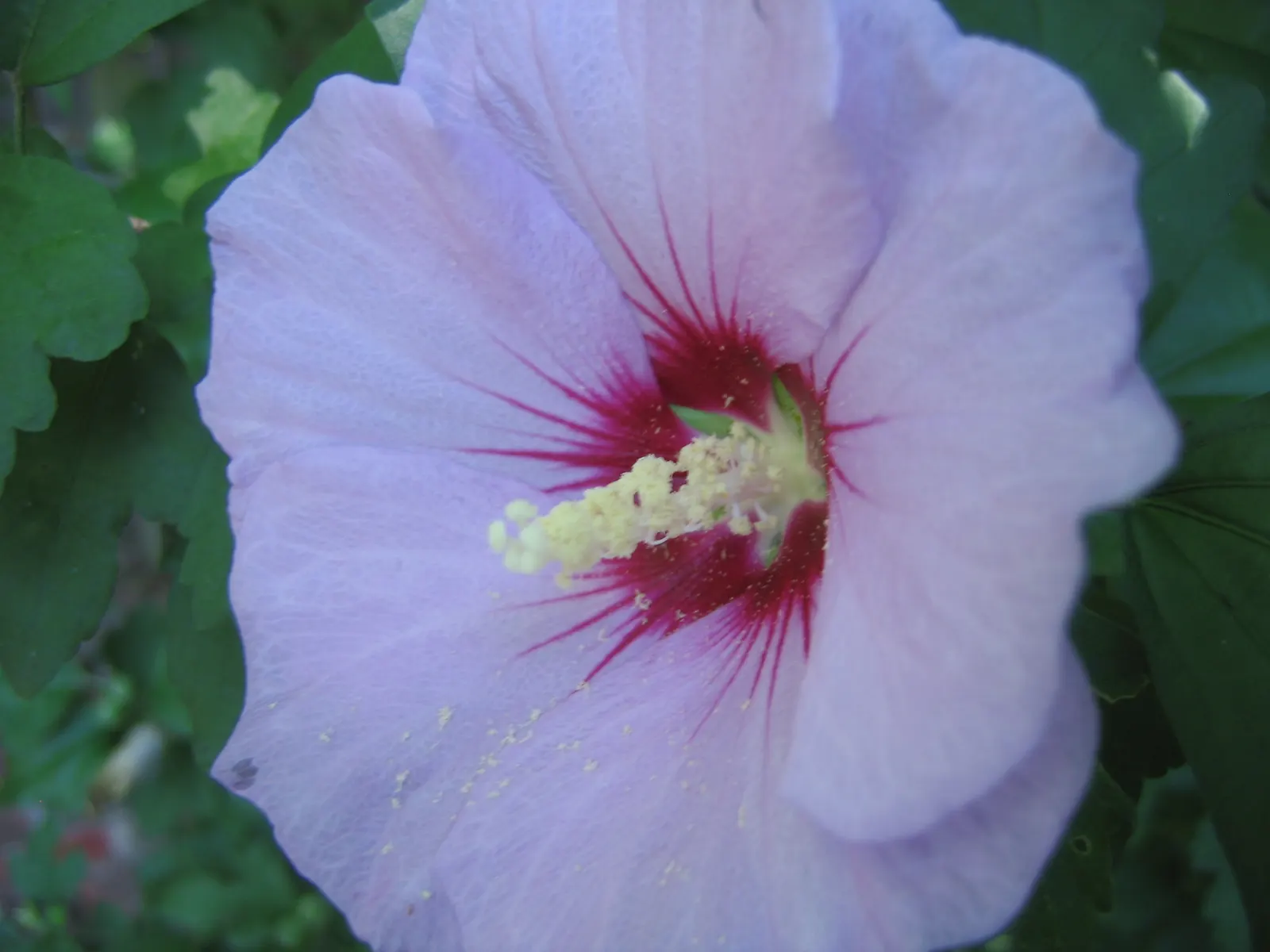 Rose Of Sharon, Shrub Althaea (Hibiscus Syriacus) — lasts for only a day or so but is replaced by others in quick succession; provided they are, image 61