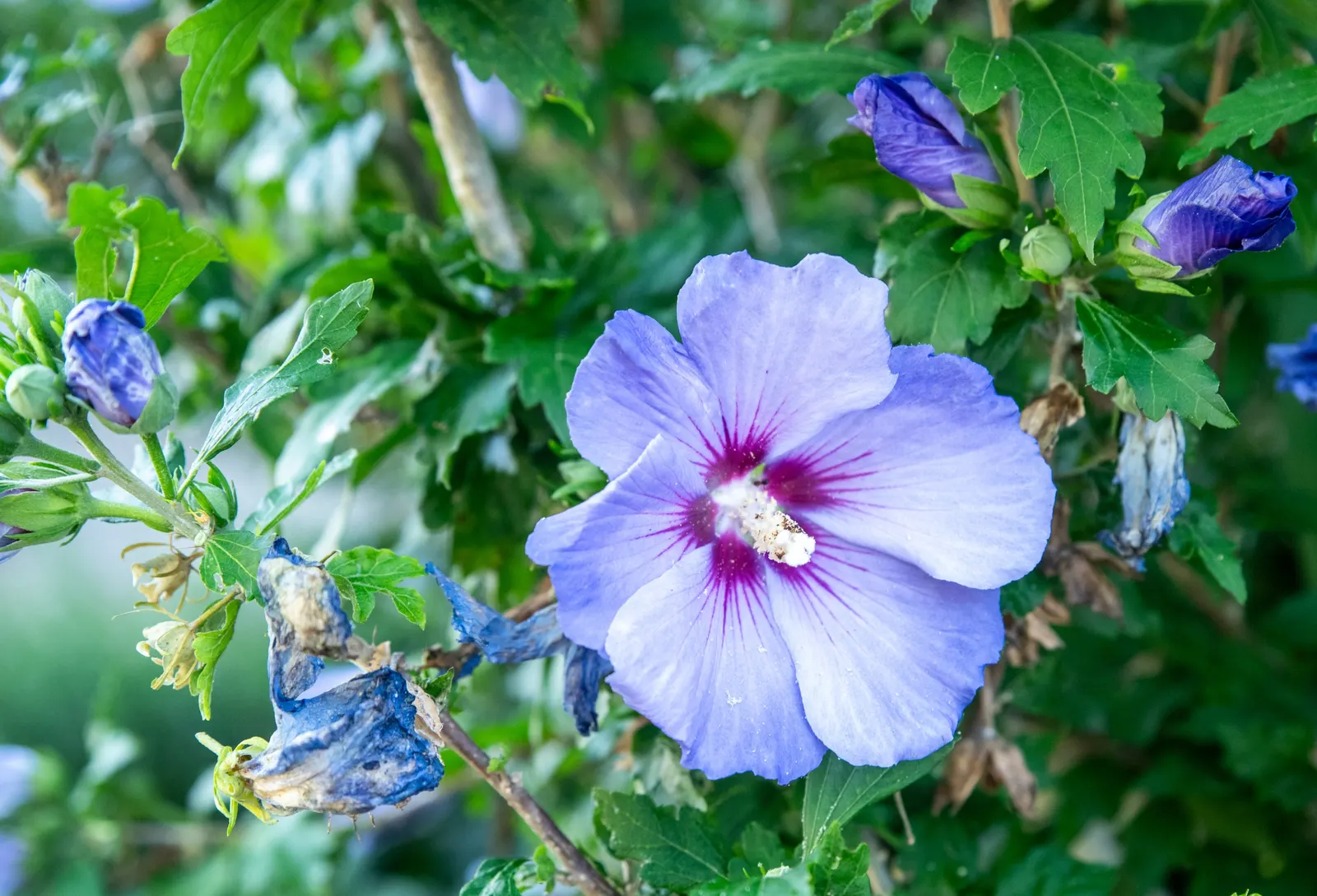 Rose Of Sharon, Shrub Althaea (Hibiscus Syriacus) — provided they are well-draining; pH preferences range from slightly acidic to slightly, image 79