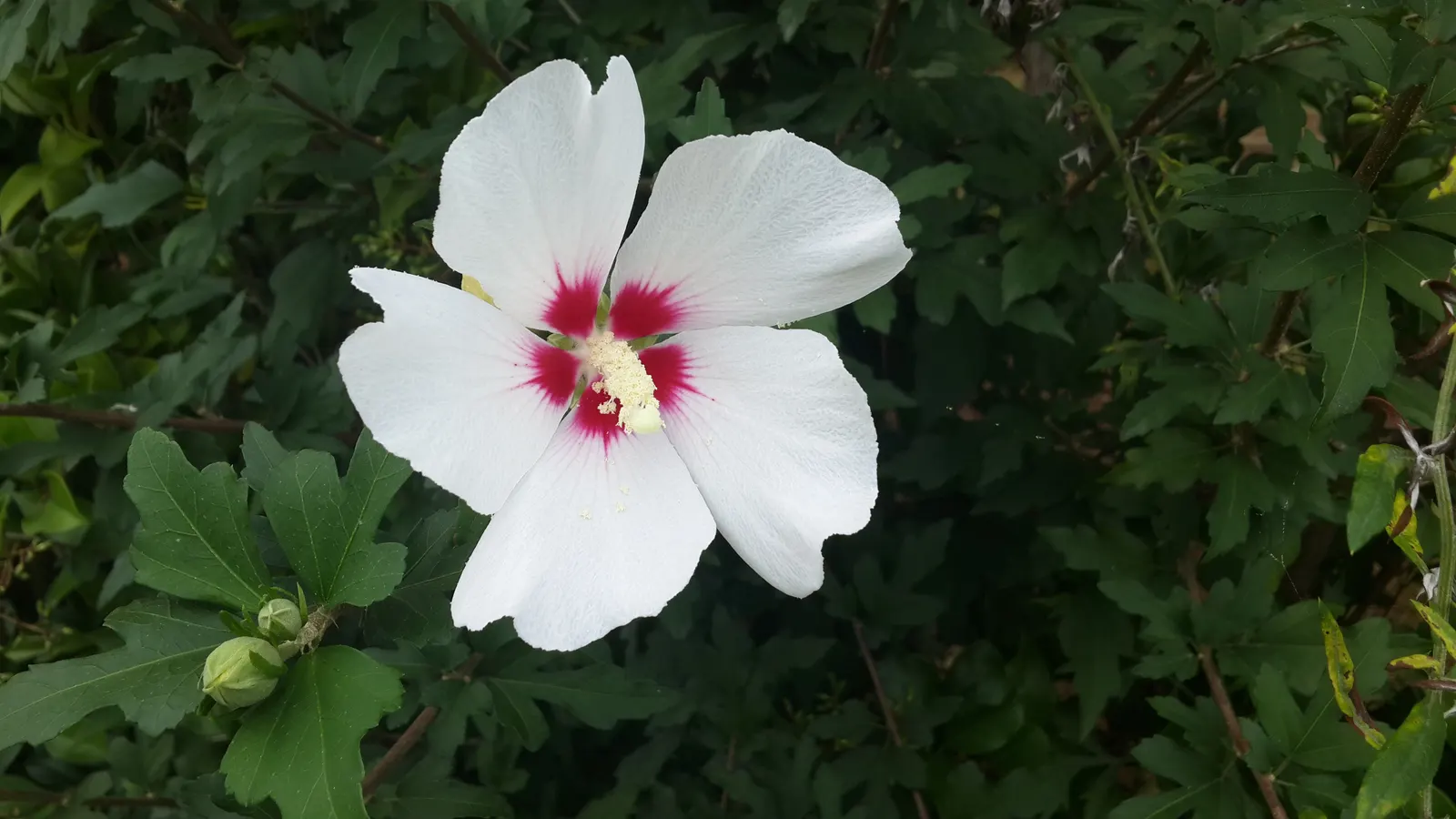 Rose Of Sharon, Shrub Althaea (Hibiscus Syriacus) — It can withstand urban environments and can be pruned to maintain shape or to encourage bushier growth