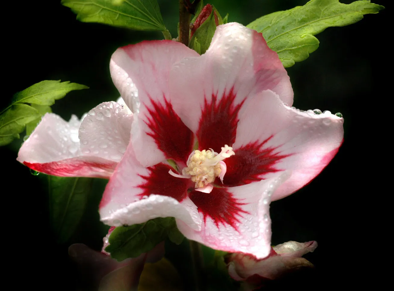 Rose Of Sharon, Shrub Althaea (Hibiscus Syriacus) — is a deciduous flowering shrub that adds a tropical flair to temperate landscapes; it can, image 52