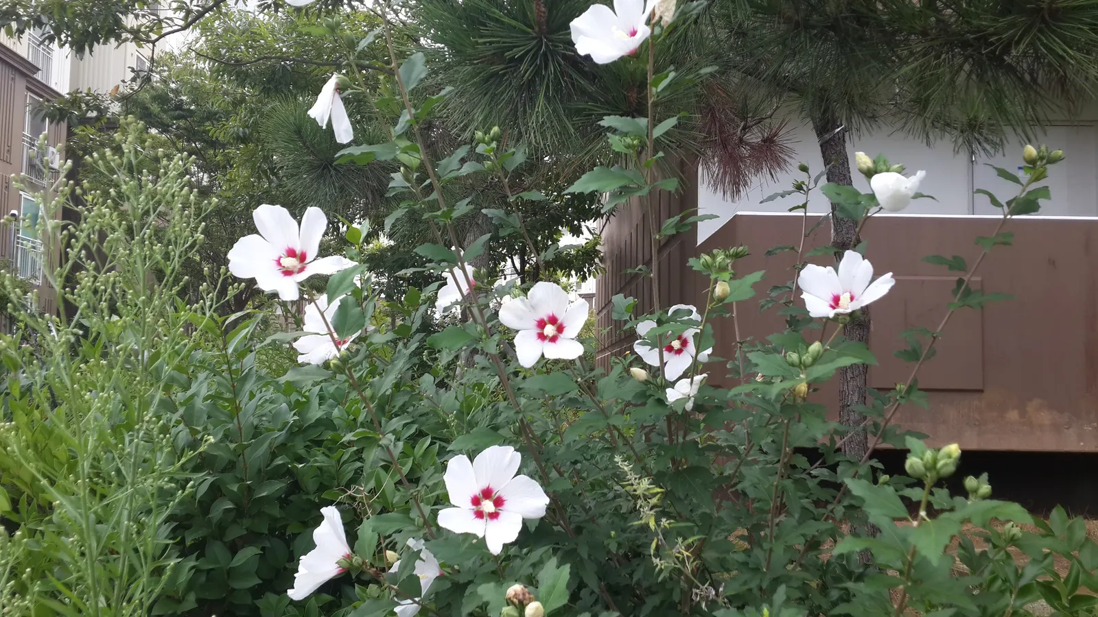 Rose Of Sharon, Shrub Althaea (Hibiscus Syriacus) — The Rose of Sharon (Hibiscus syriacus) is a deciduous shrub revered for its late summer bloom, image 70