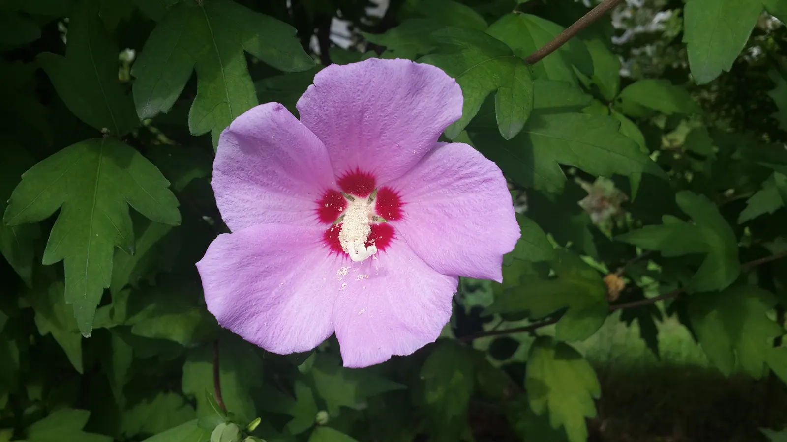 Rose Of Sharon, Shrub Althaea (Hibiscus Syriacus) — this upright shrub showcases a broad