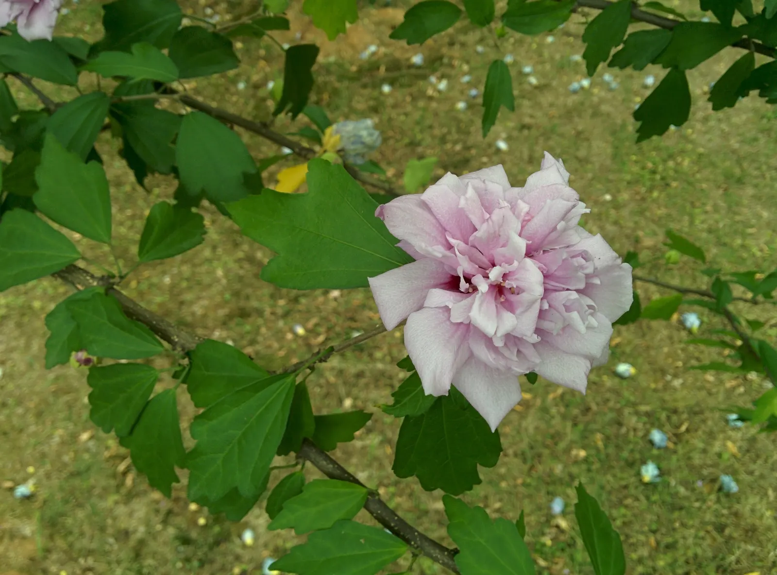 Rose Of Sharon, Shrub Althaea (Hibiscus Syriacus) — trumpet-shaped flowers in hues of pink