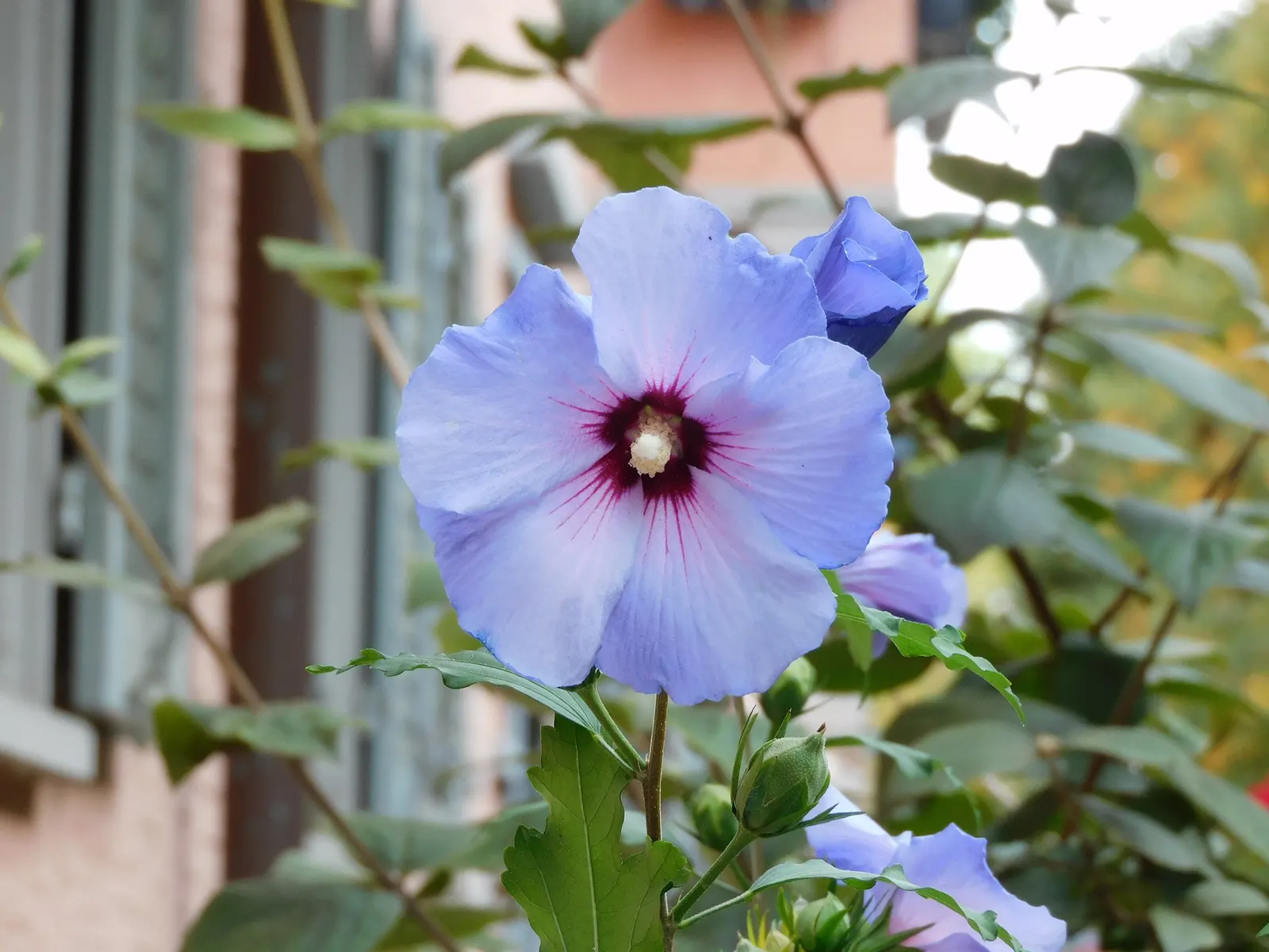 Rose Of Sharon, Shrub Althaea (Hibiscus Syriacus) — exotic flair to temperate landscapes in USDA zones 5 to 9; it is adaptable to a range of soil types