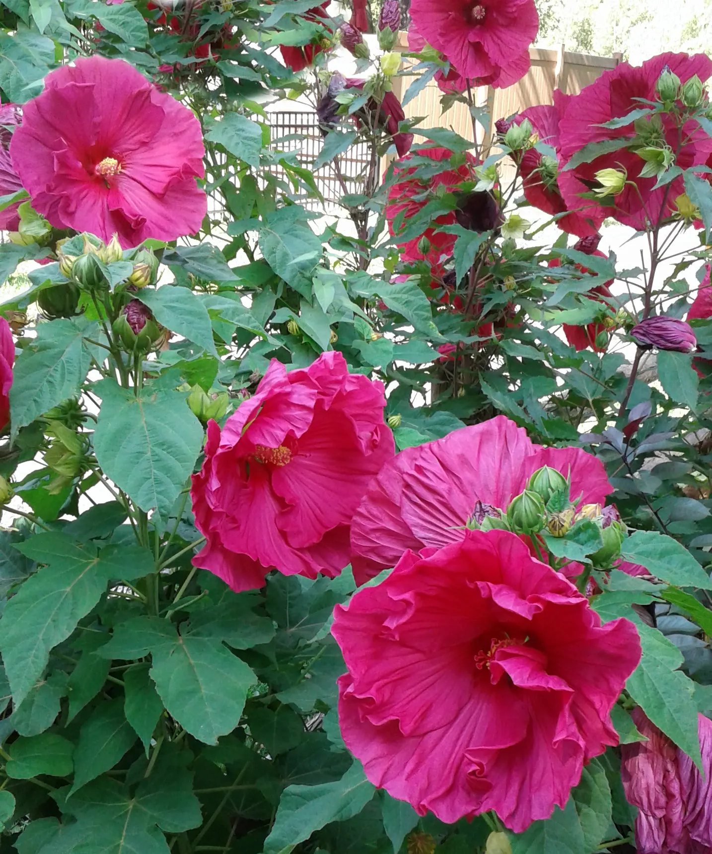 Rose Of Sharon, Shrub Althaea (Hibiscus Syriacus) — low-maintenance plant thrives in full sun to partial shade; typically reaching 8-12 ft in, image 73