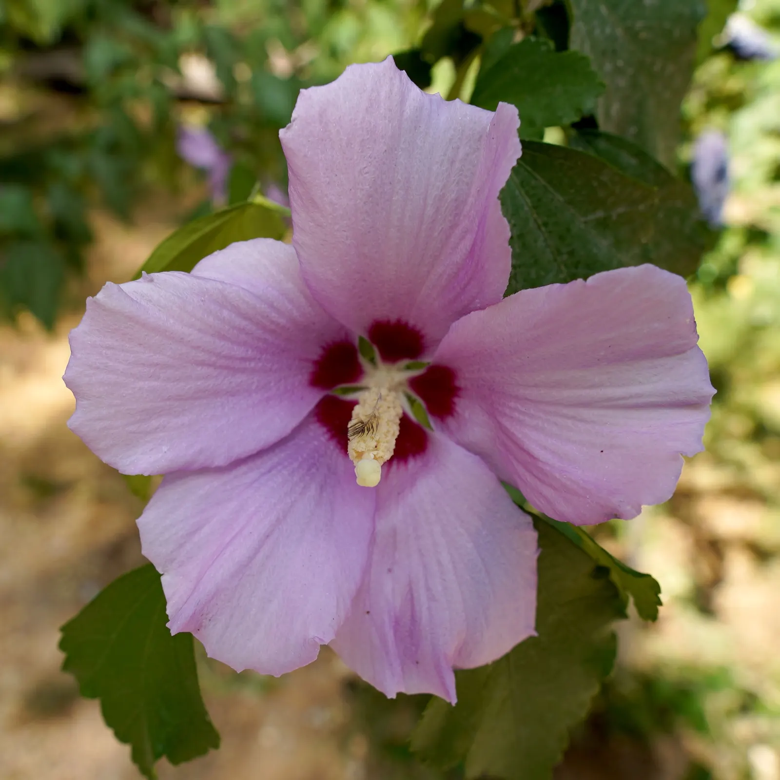 Rose Of Sharon, Shrub Althaea (Hibiscus Syriacus) — also known as Shrub Althaea