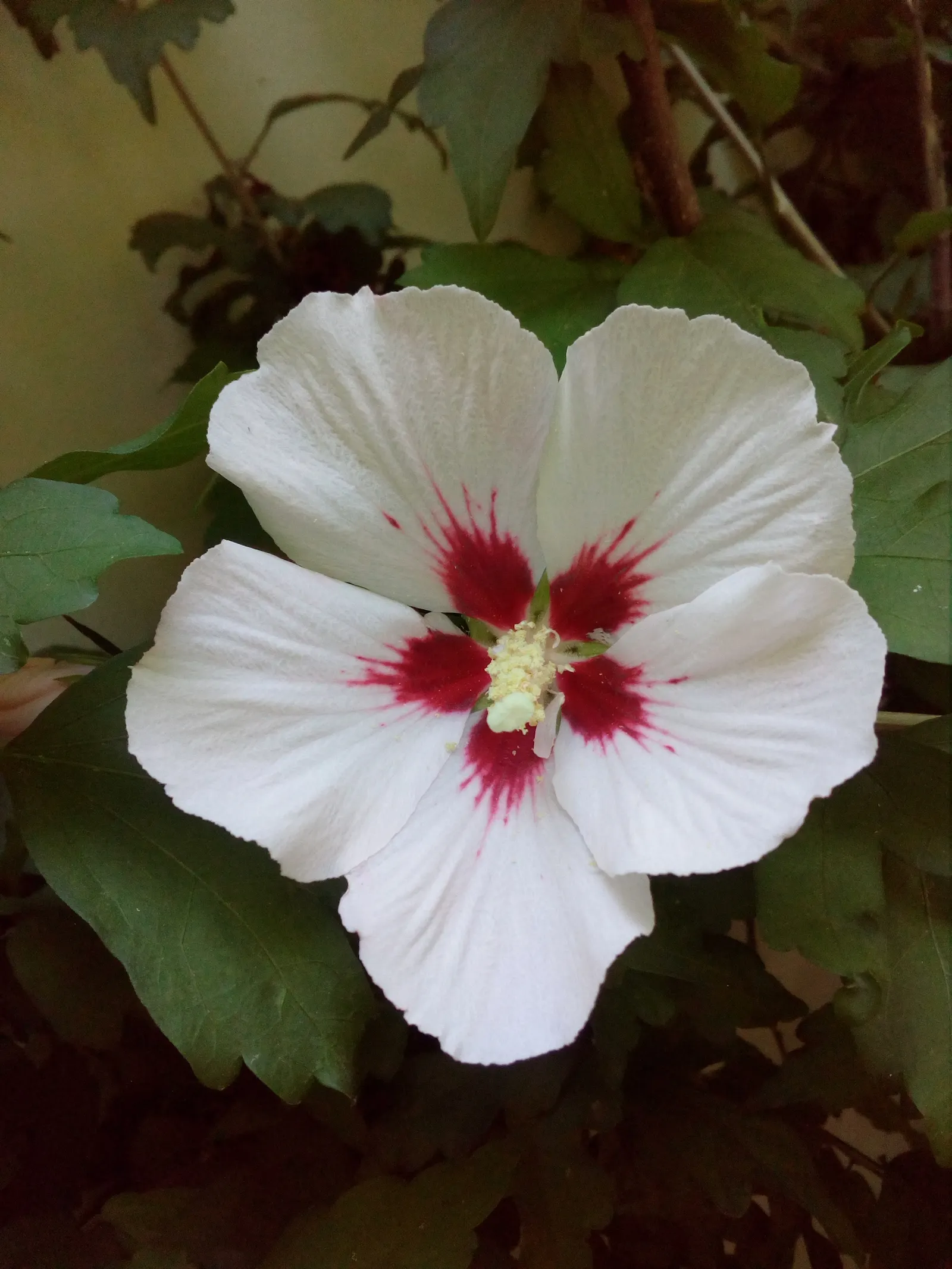 Rose Of Sharon, Shrub Althaea (Hibiscus Syriacus) — shrub for full or half
