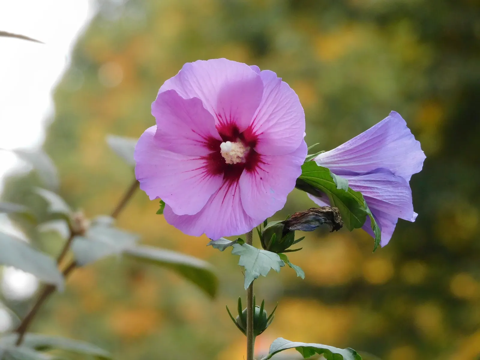 Rose Of Sharon, Shrub Althaea (Hibiscus Syriacus) — measuring 2 to 4 inches across; trumpet-shaped flowers in hues of pink, image 83