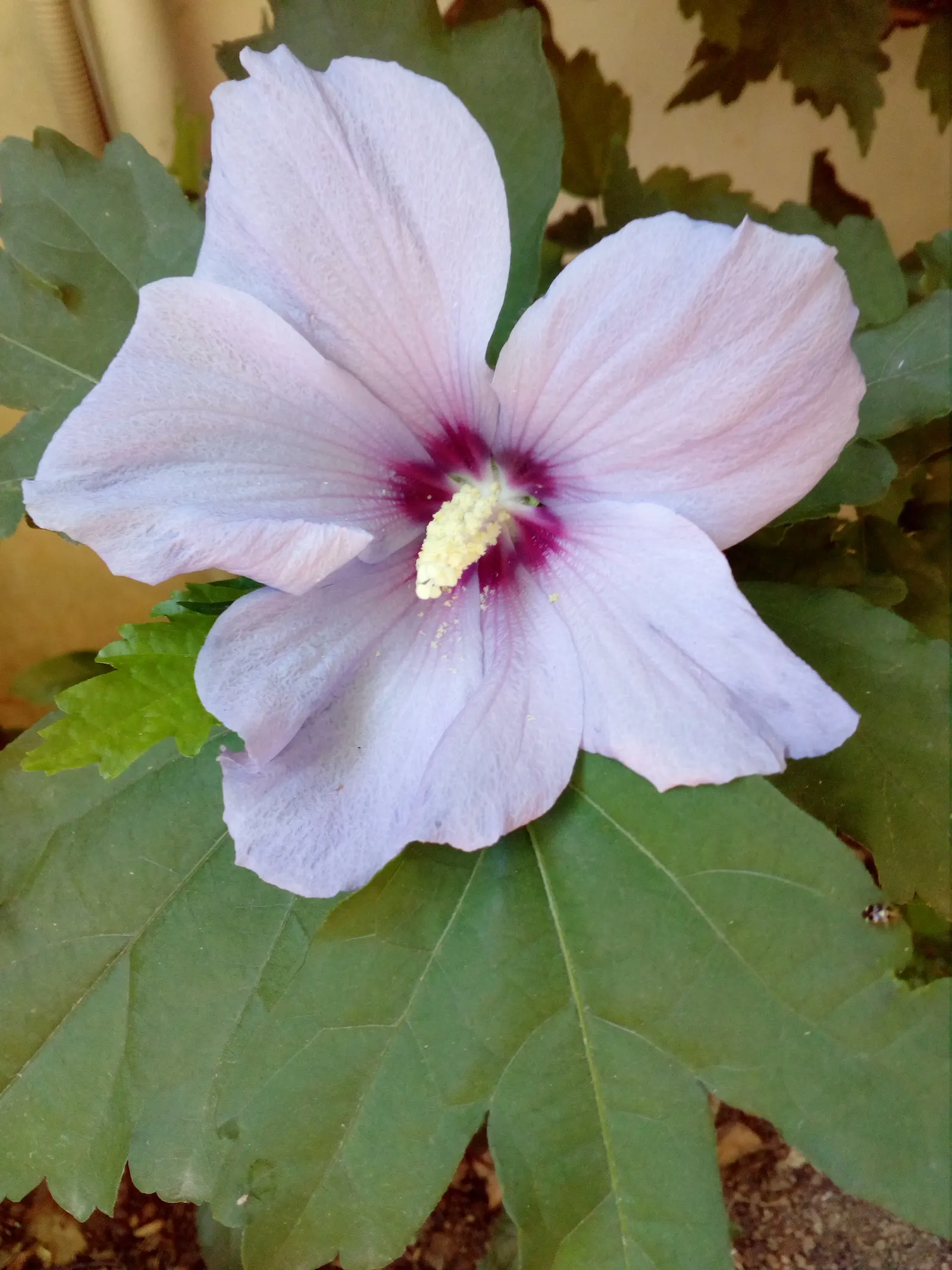 Rose Of Sharon, Shrub Althaea (Hibiscus Syriacus) — showy flowers that can be single or double; exotic flair to temperate landscapes in USDA zones 5 to 9