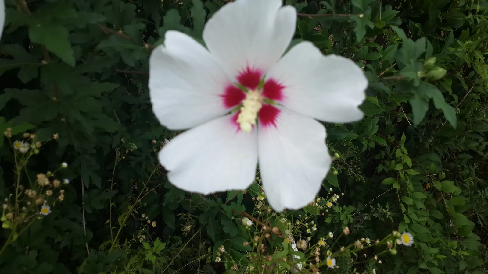Rose Of Sharon, Shrub Althaea (Hibiscus Syriacus) — this upright shrub showcases a broad; also known as Shrub Althaea, image 77