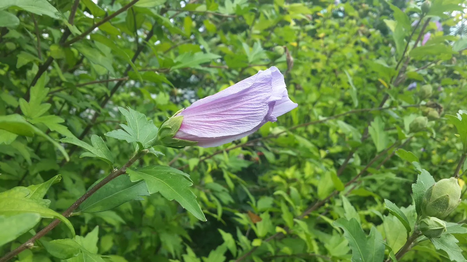 Rose Of Sharon, Shrub Althaea (Hibiscus Syriacus) — often with a contrasting throat; or even in mixed shrub borders for a stunning visual impact