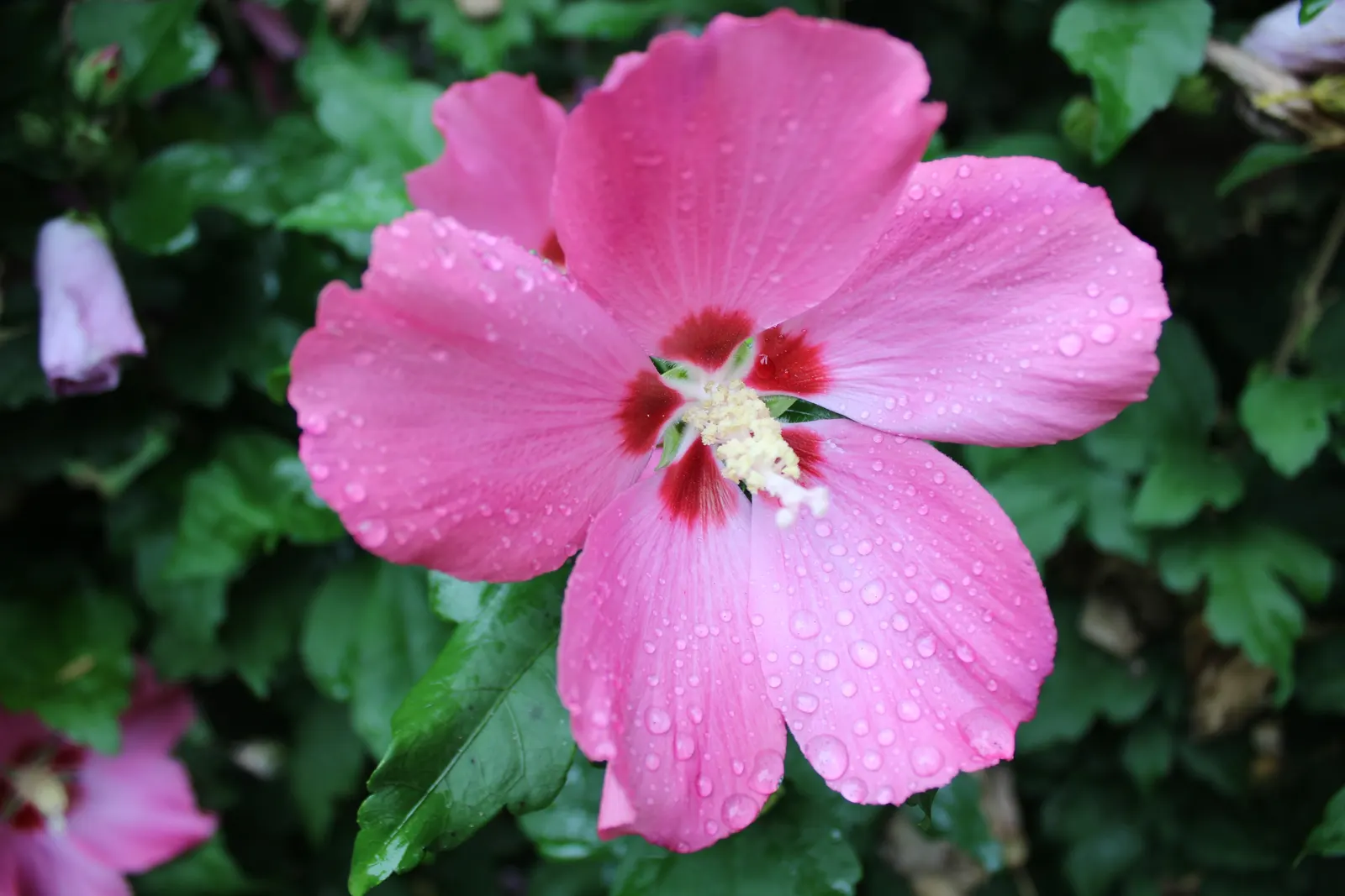 Rose Of Sharon, Shrub Althaea (Hibiscus Syriacus) — When incorporating into your landscape design; the Rose of Sharon (Hibiscus syriacus) is a, image 86
