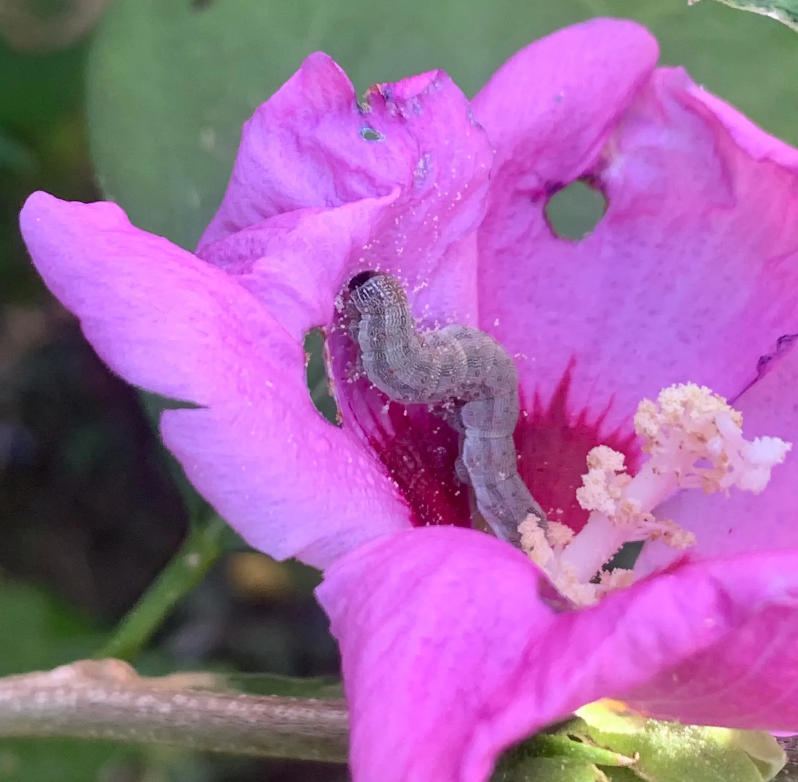 Rose Of Sharon, Shrub Althaea (Hibiscus Syriacus) — Be advised to clients that it may self-seed and possible offspring may need management; shrub with pink and