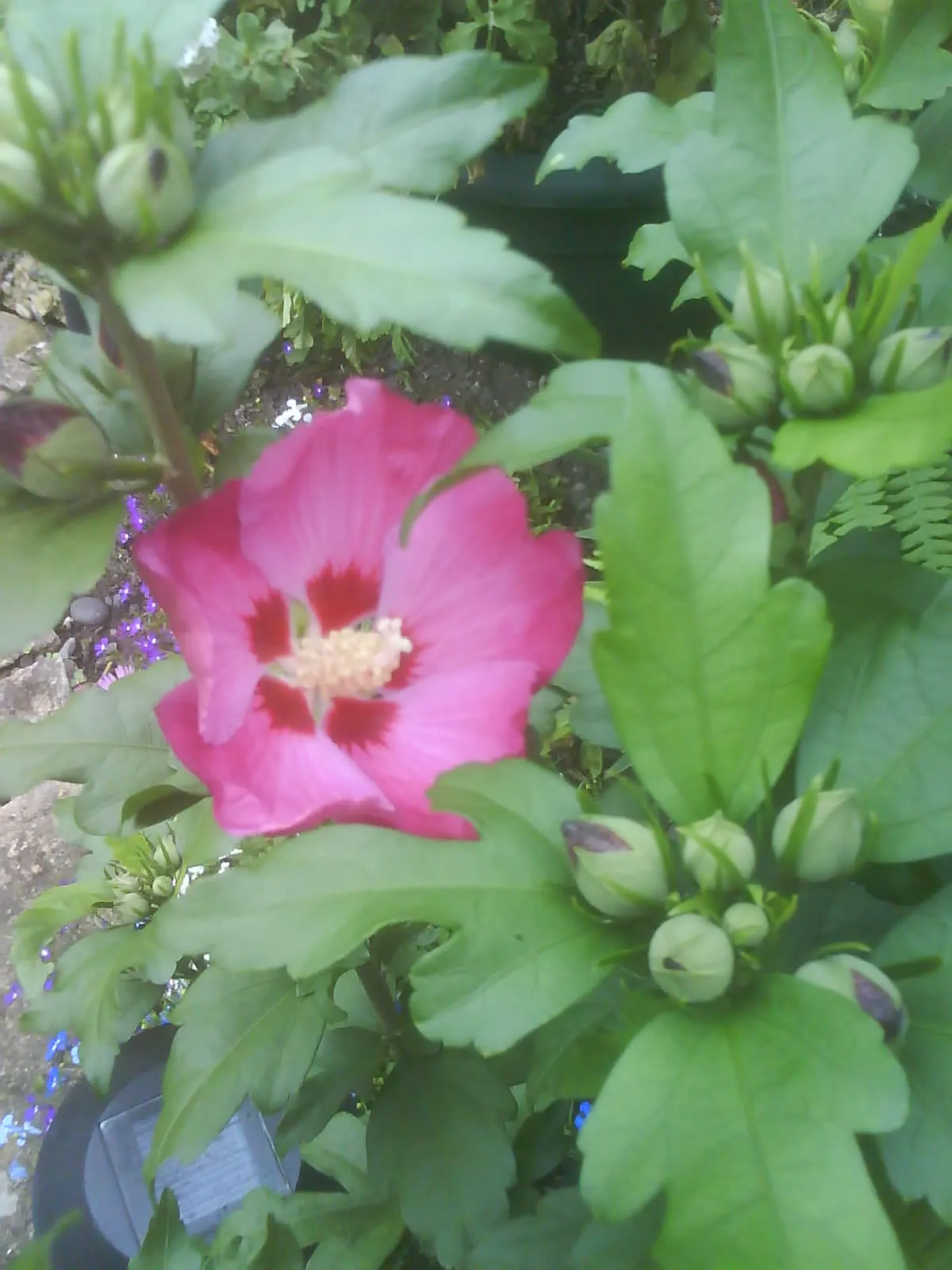 Rose Of Sharon, Shrub Althaea (Hibiscus Syriacus) — or even in mixed shrub borders for a stunning visual impact; lasts for only a day or so but is replaced by